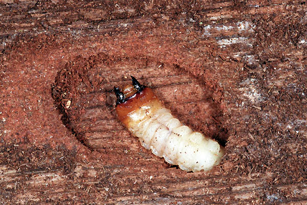 Rhagium sycophanta - larva