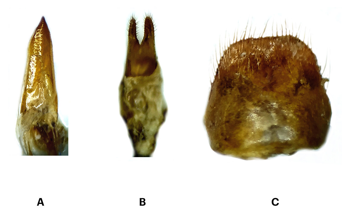 Trichoferus magnanii - genitalia