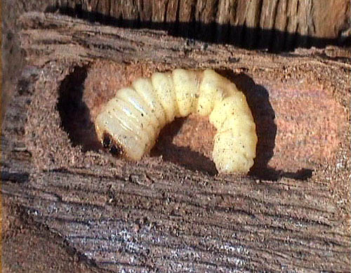 Trichoferus pallidus - larva