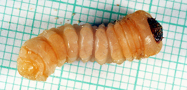 Xylotrechus rusticus - larva