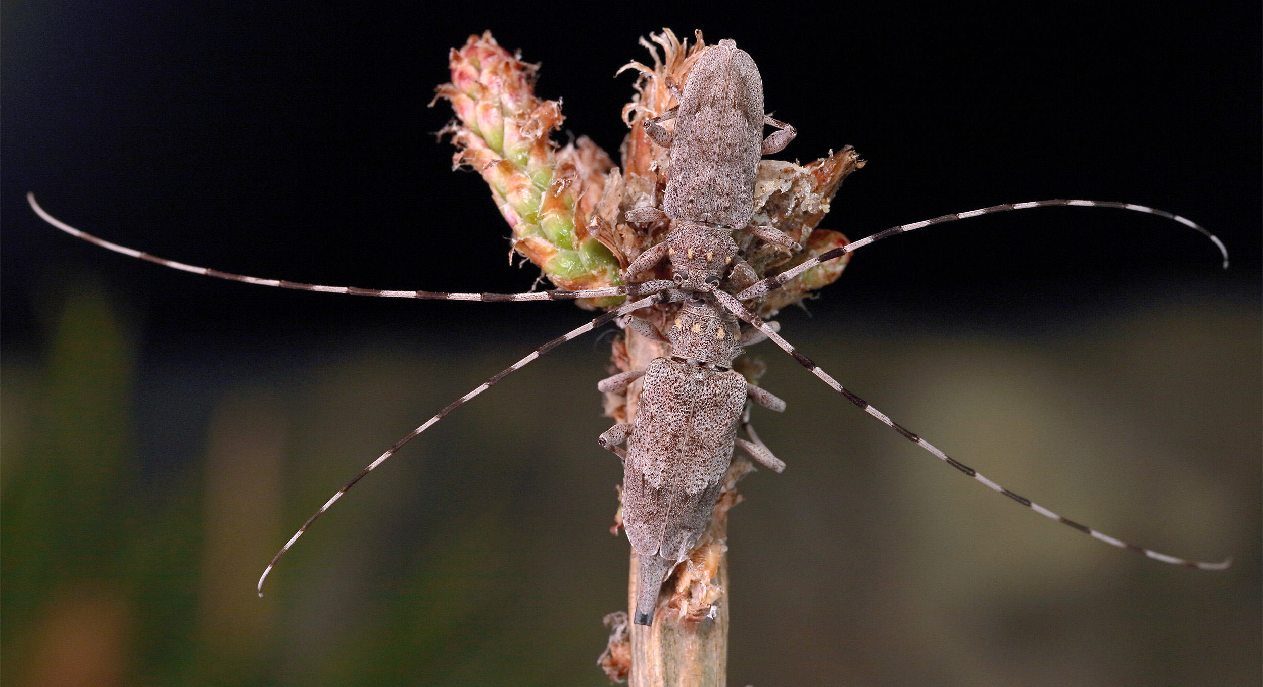 Acanthocinus aedilis