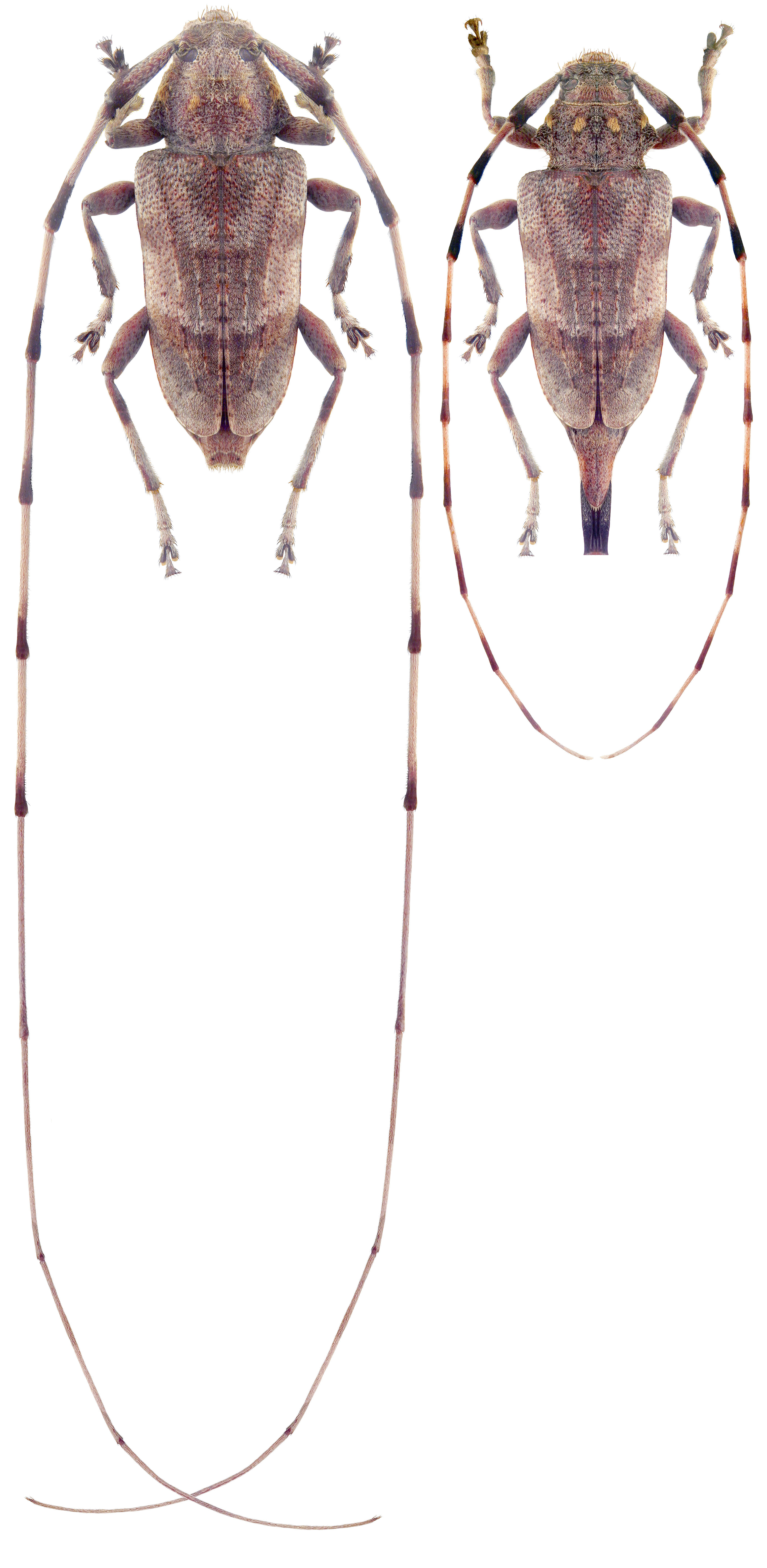 Acanthocinus aedilis