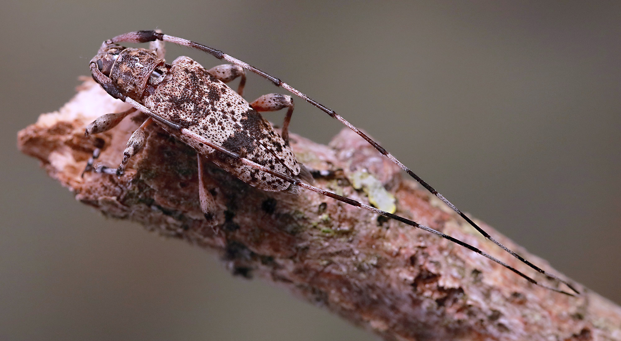 Acanthocinus griseus