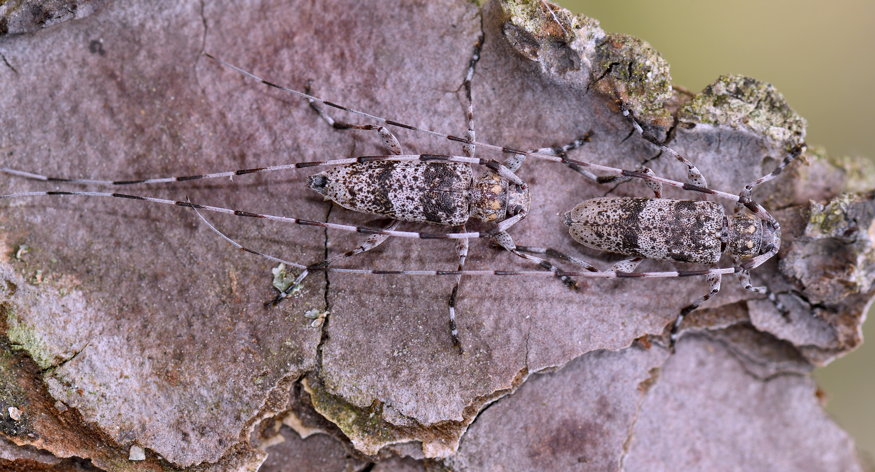 Acanthocinus griseus