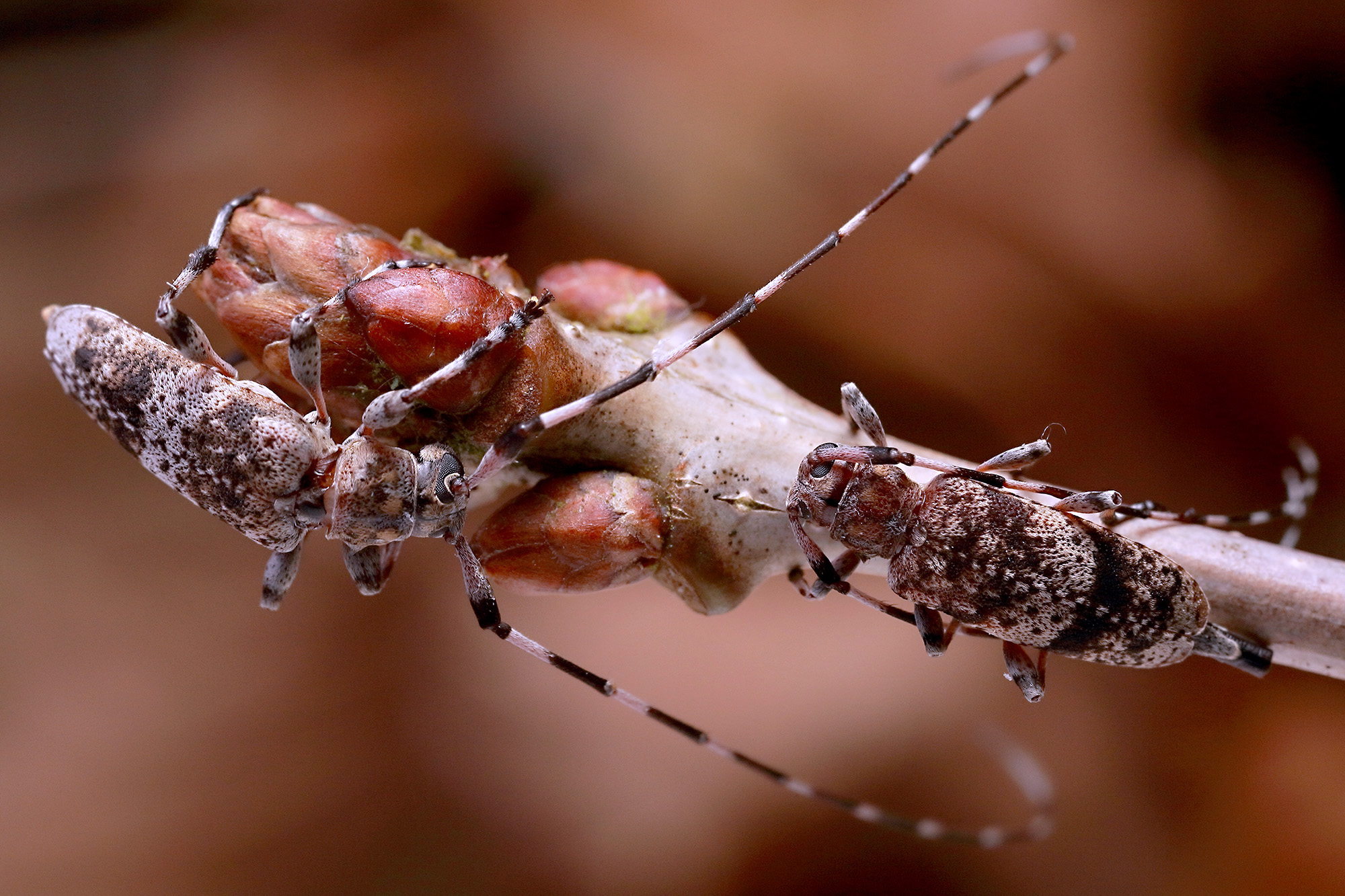 Acanthocinus griseus