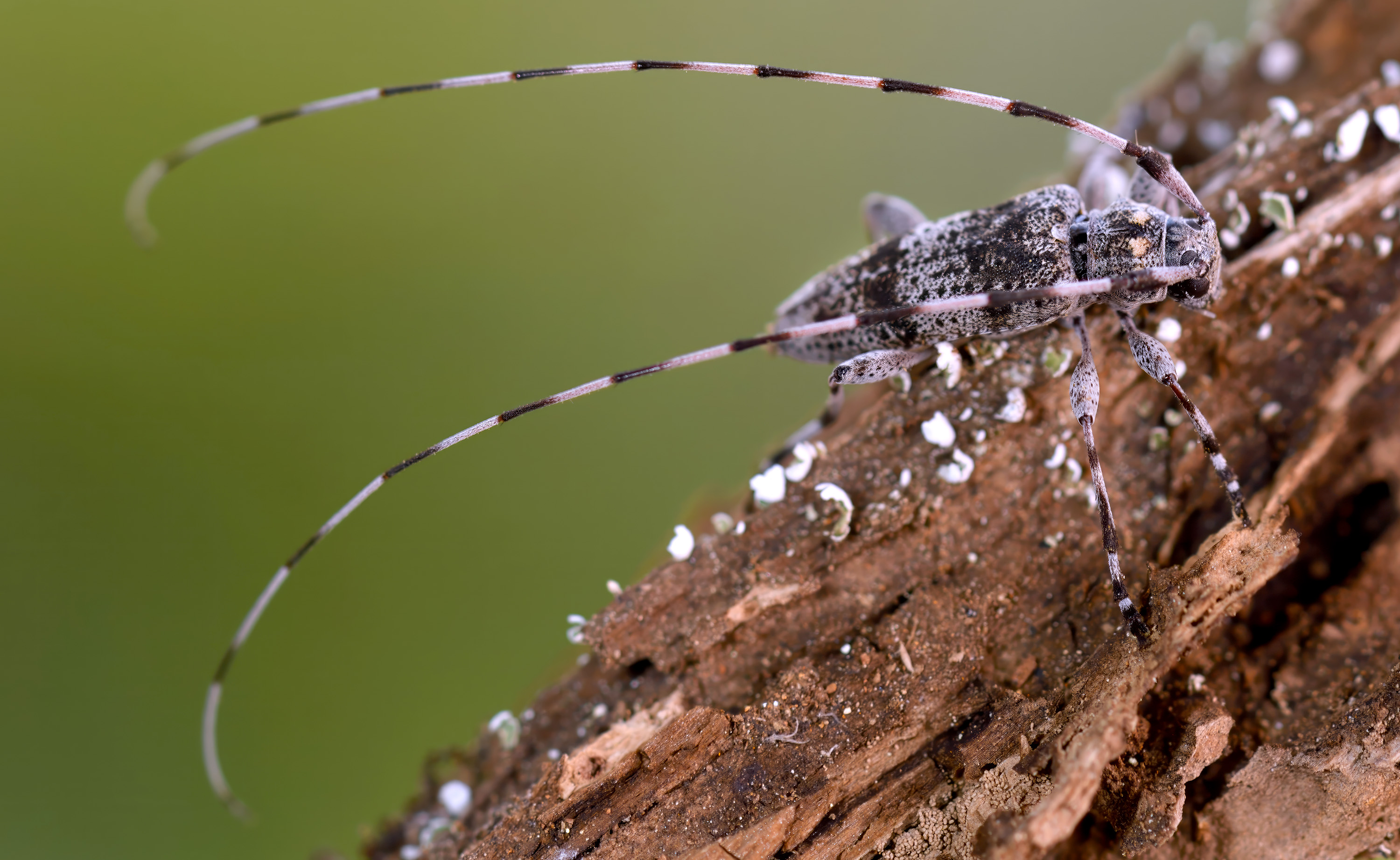 Acanthocinus griseus