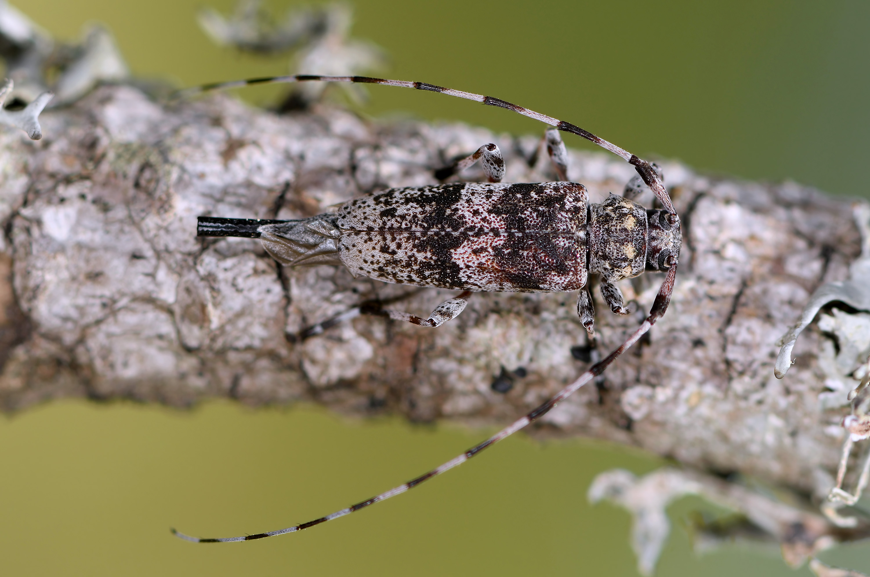 Acanthocinus griseus