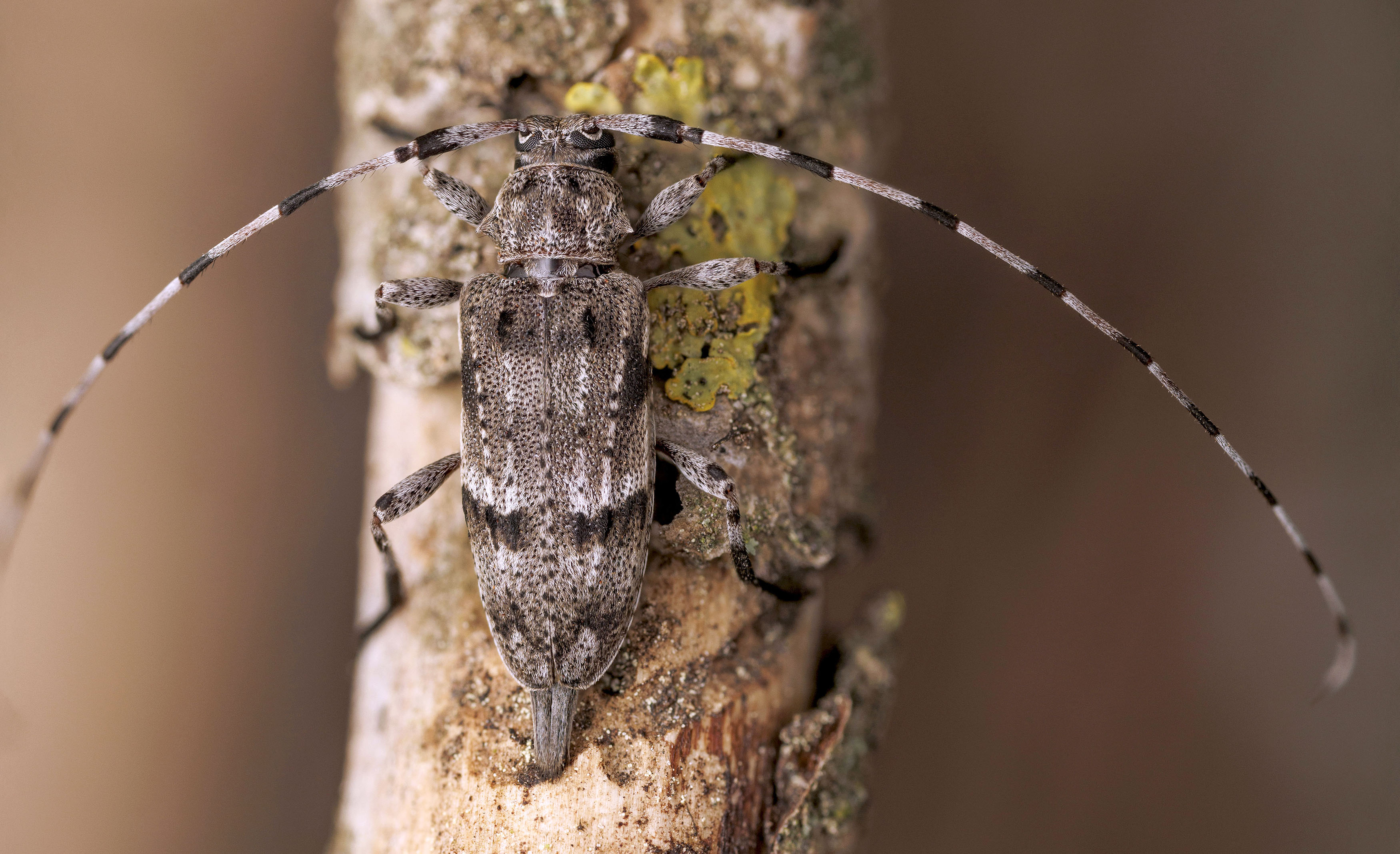 Acanthocinus hispanicus