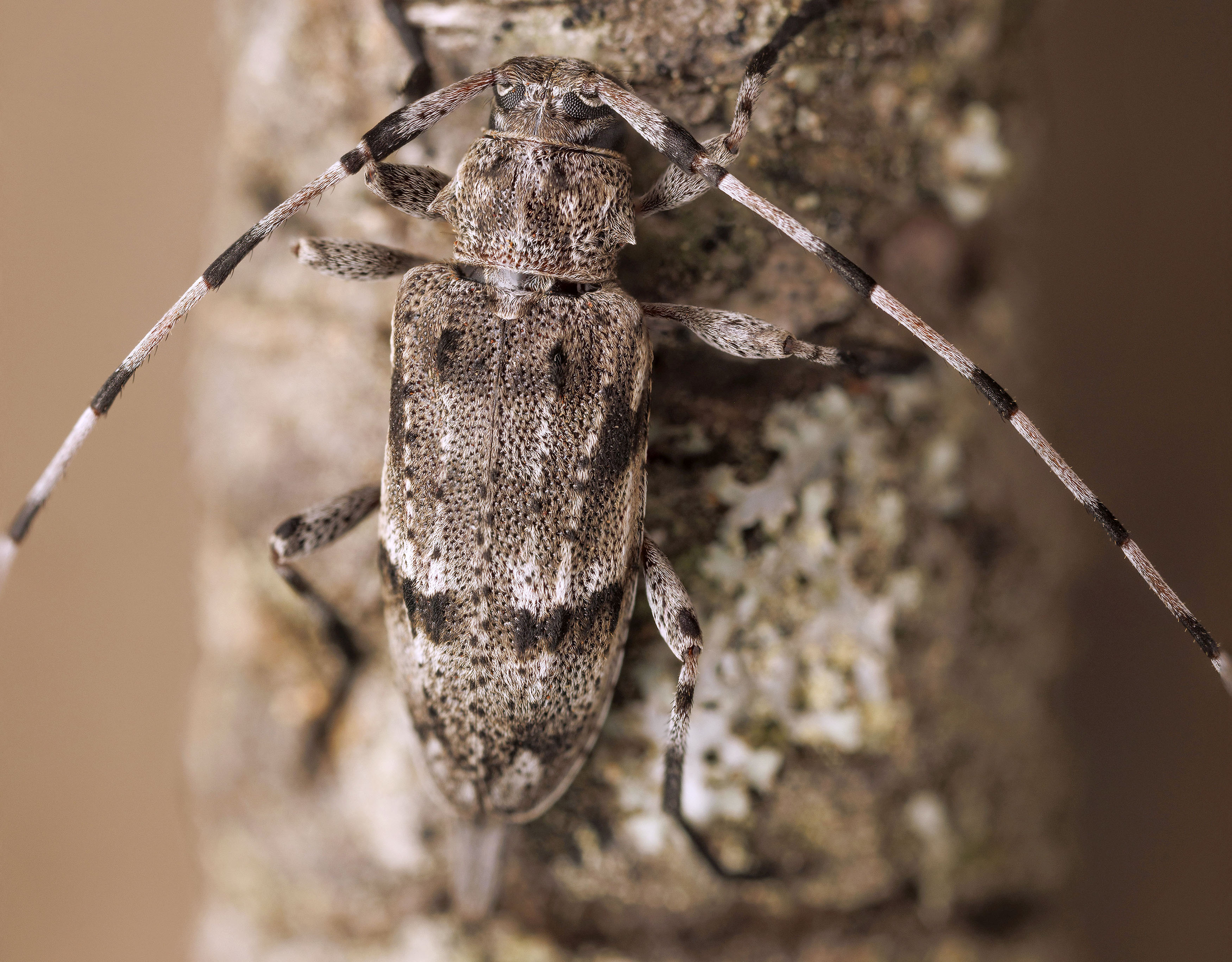 Acanthocinus hispanicus