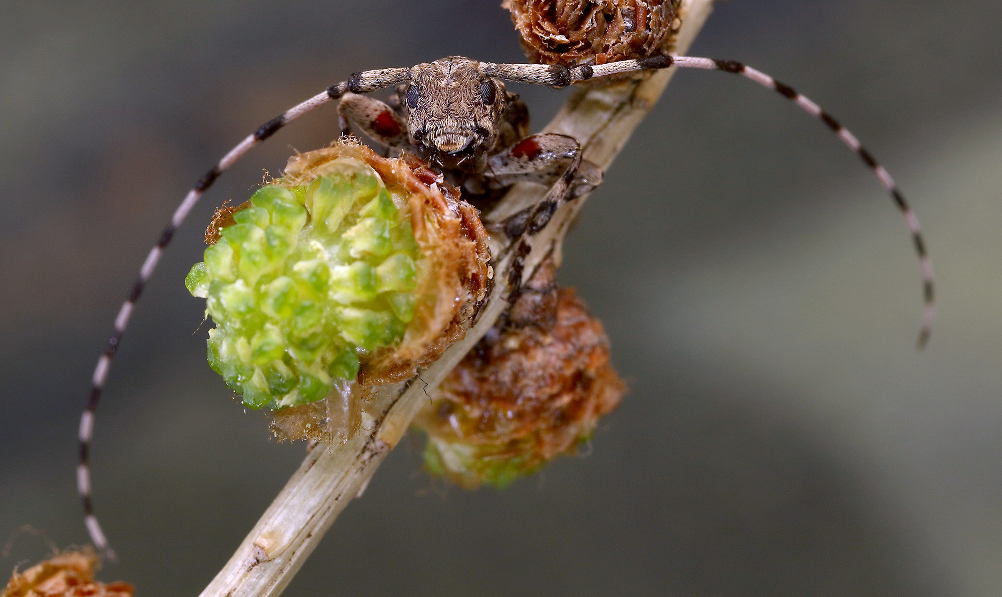 Acanthocinus reticulatus