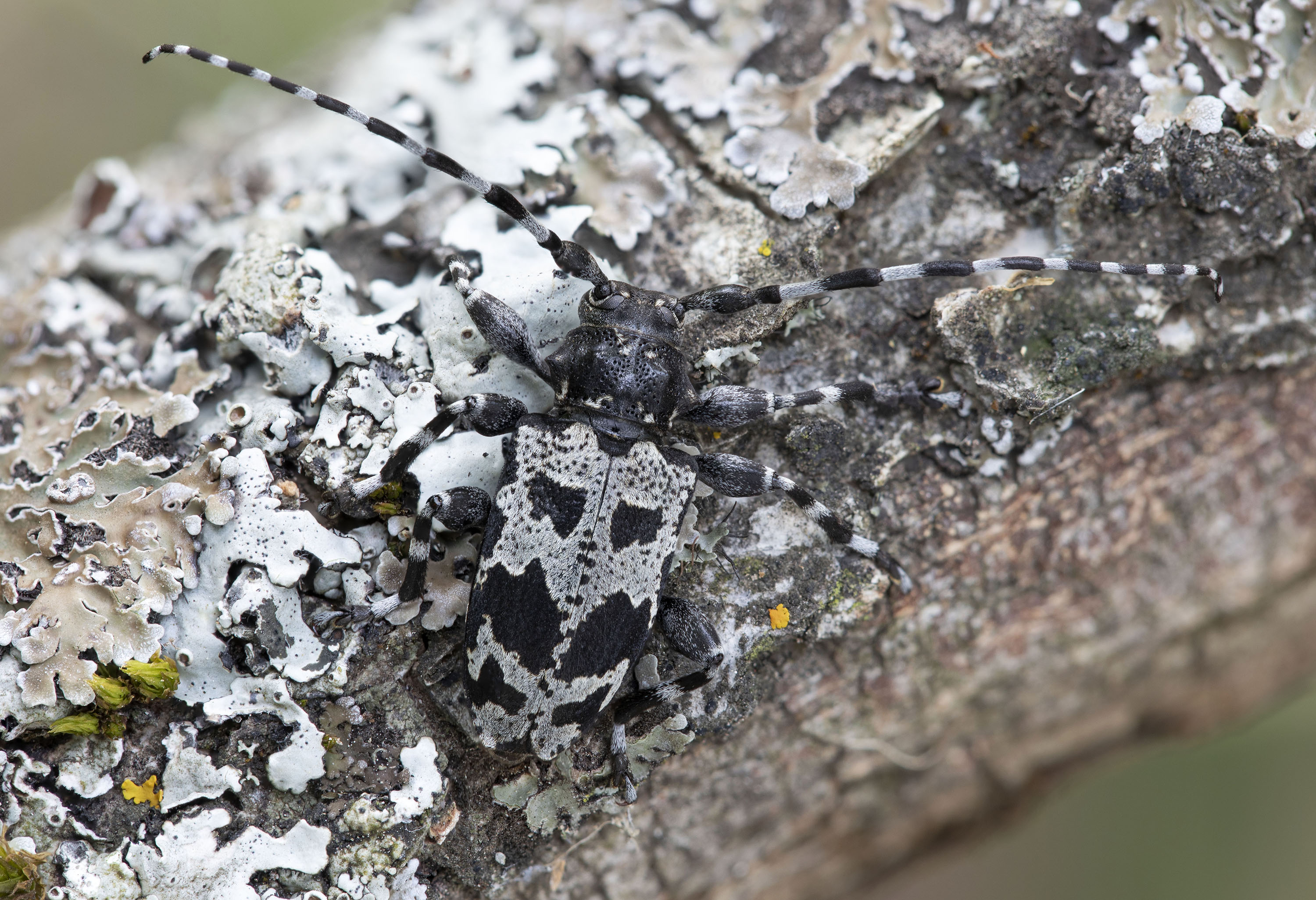 Aegomorphus krueperi