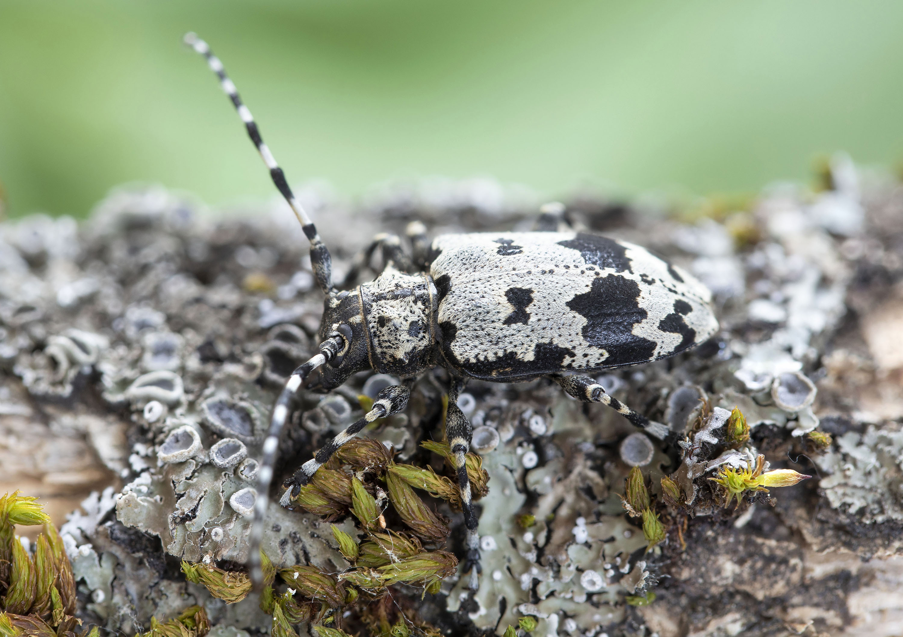 Aegomorphus krueperi