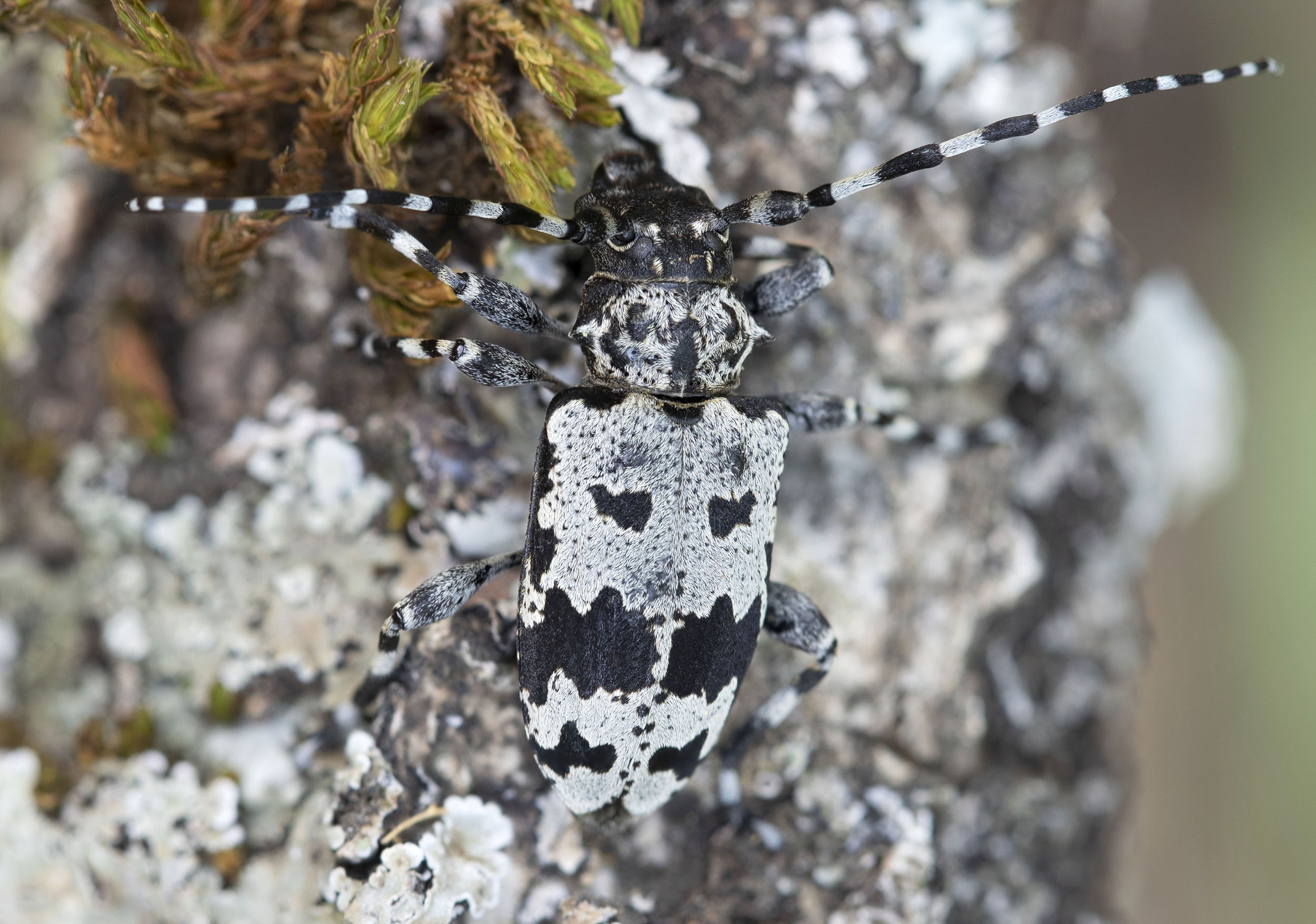 Aegomorphus krueperi