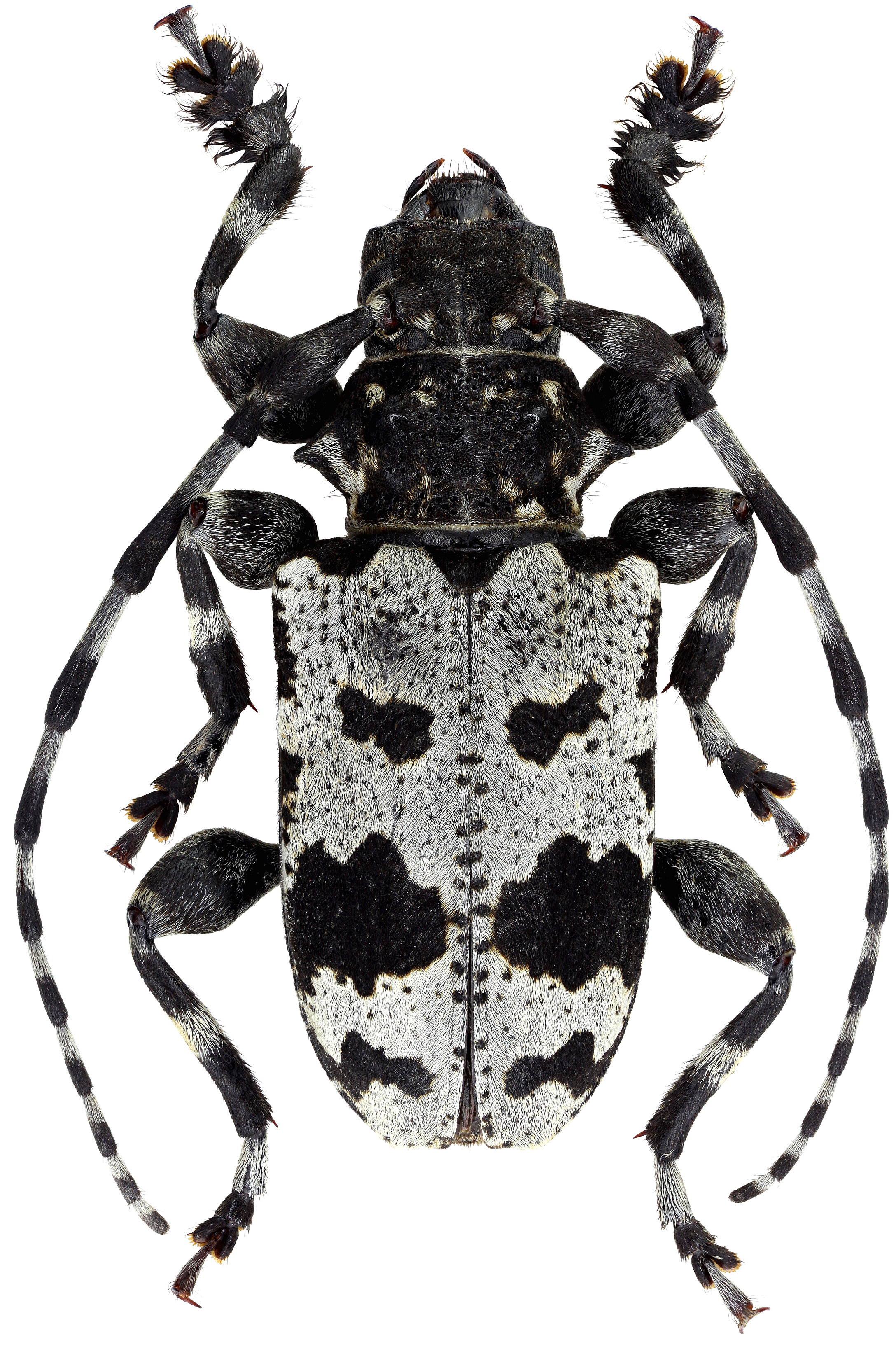 Aegomorphus krueperi