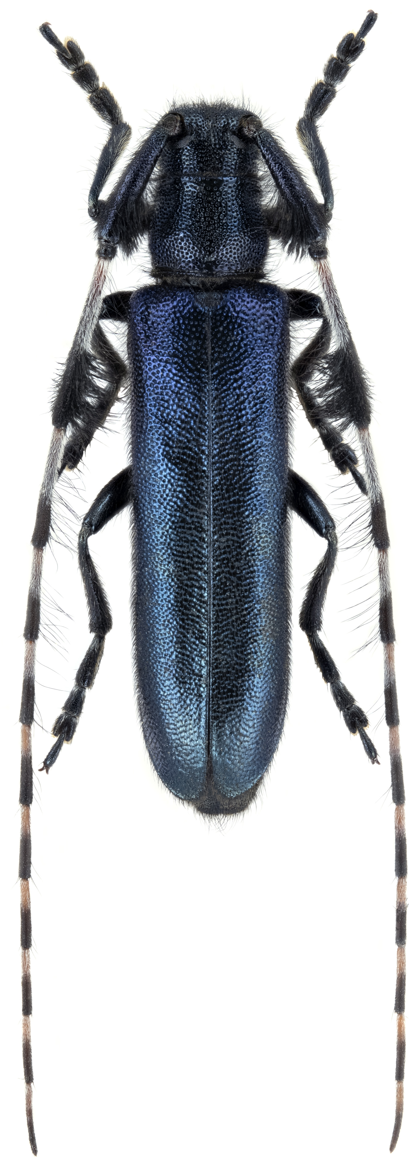 Agapanthia amurensis