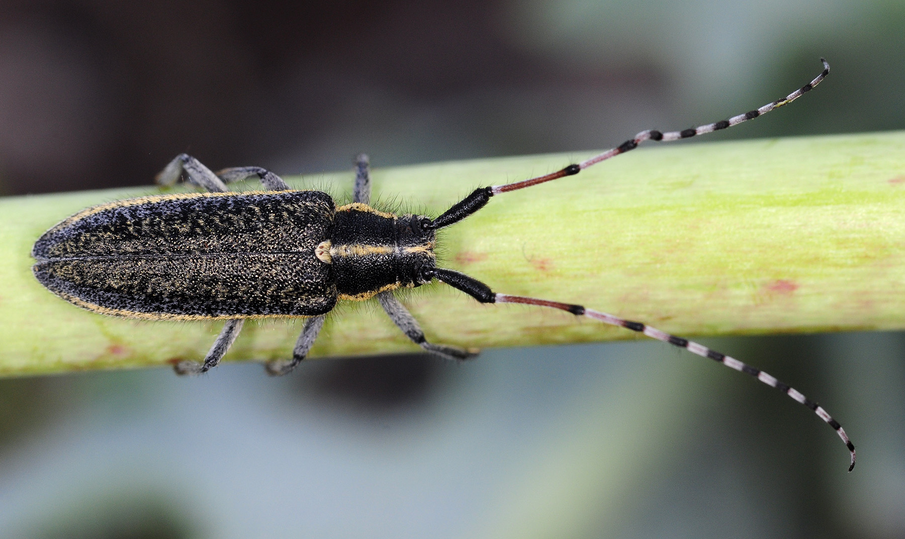 Agapanthia angelicae