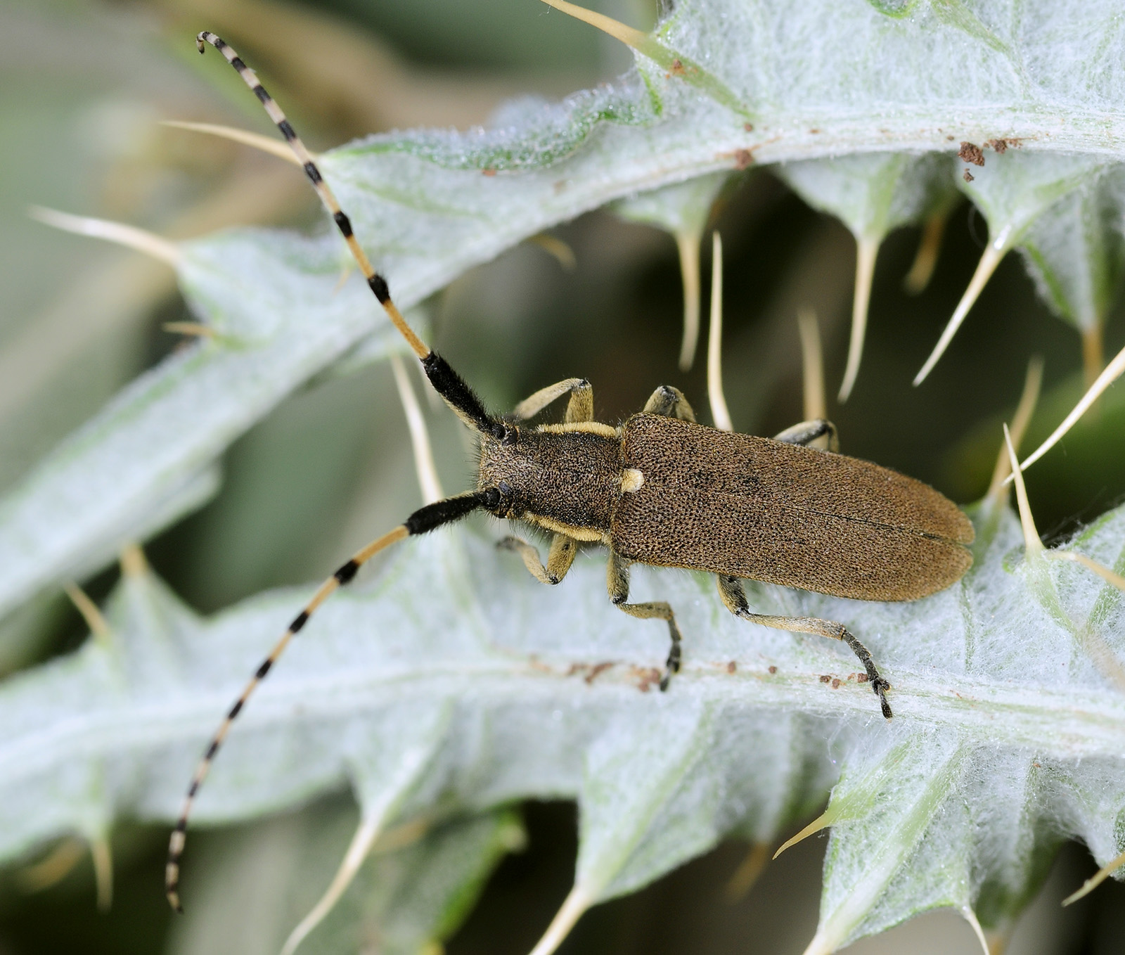 Agapanthia annularis