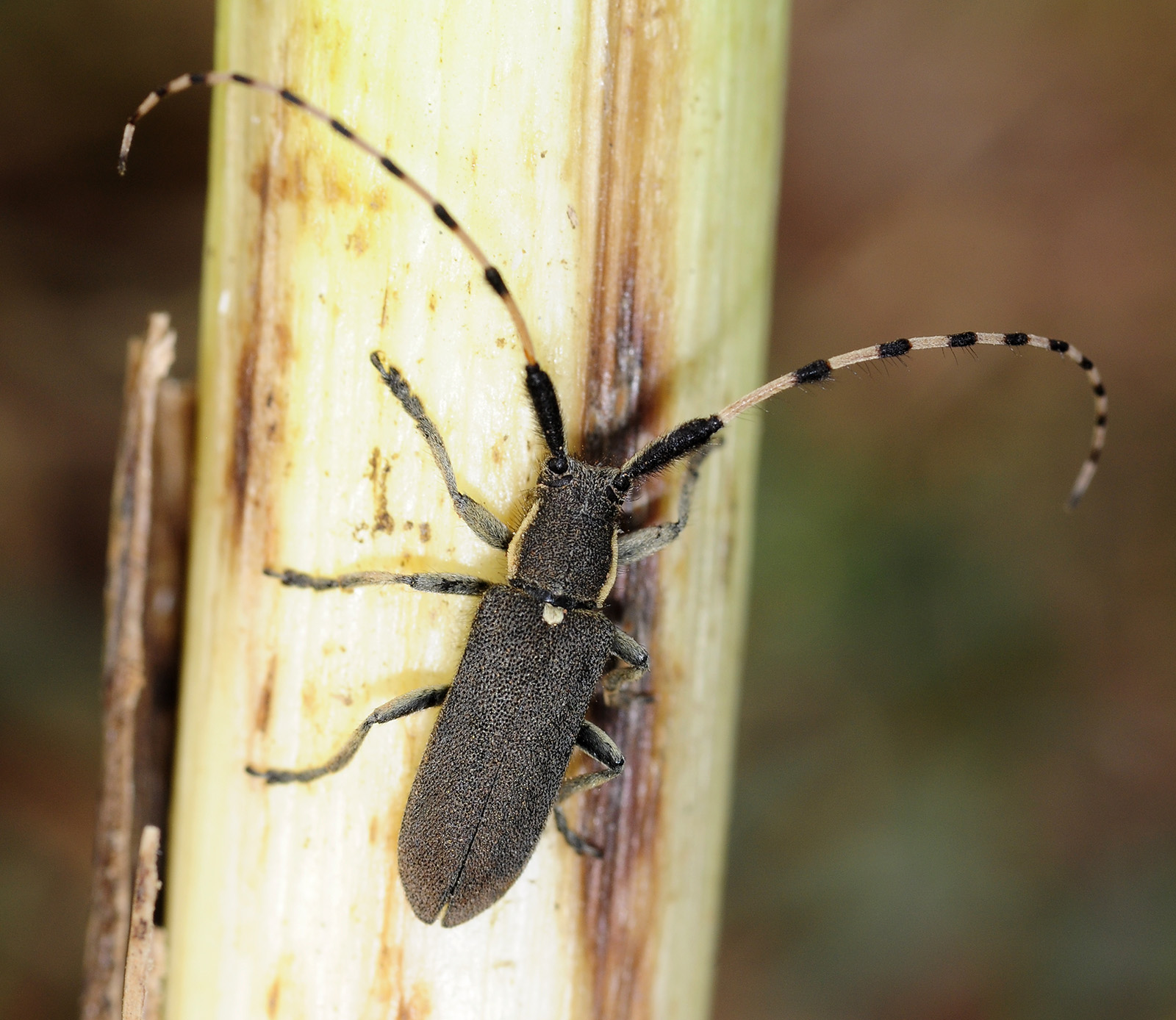 Agapanthia annularis