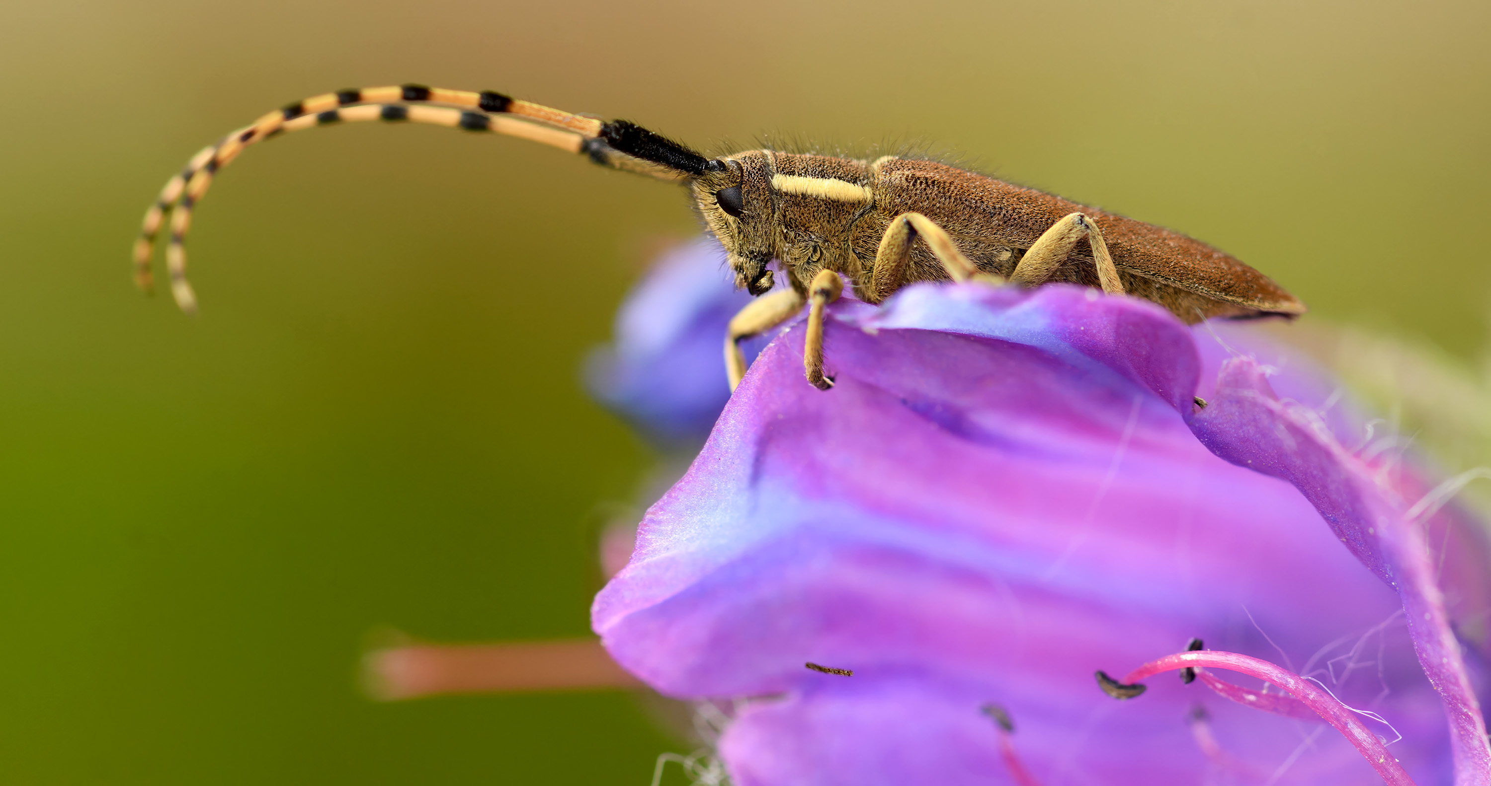 Agapanthia annularis