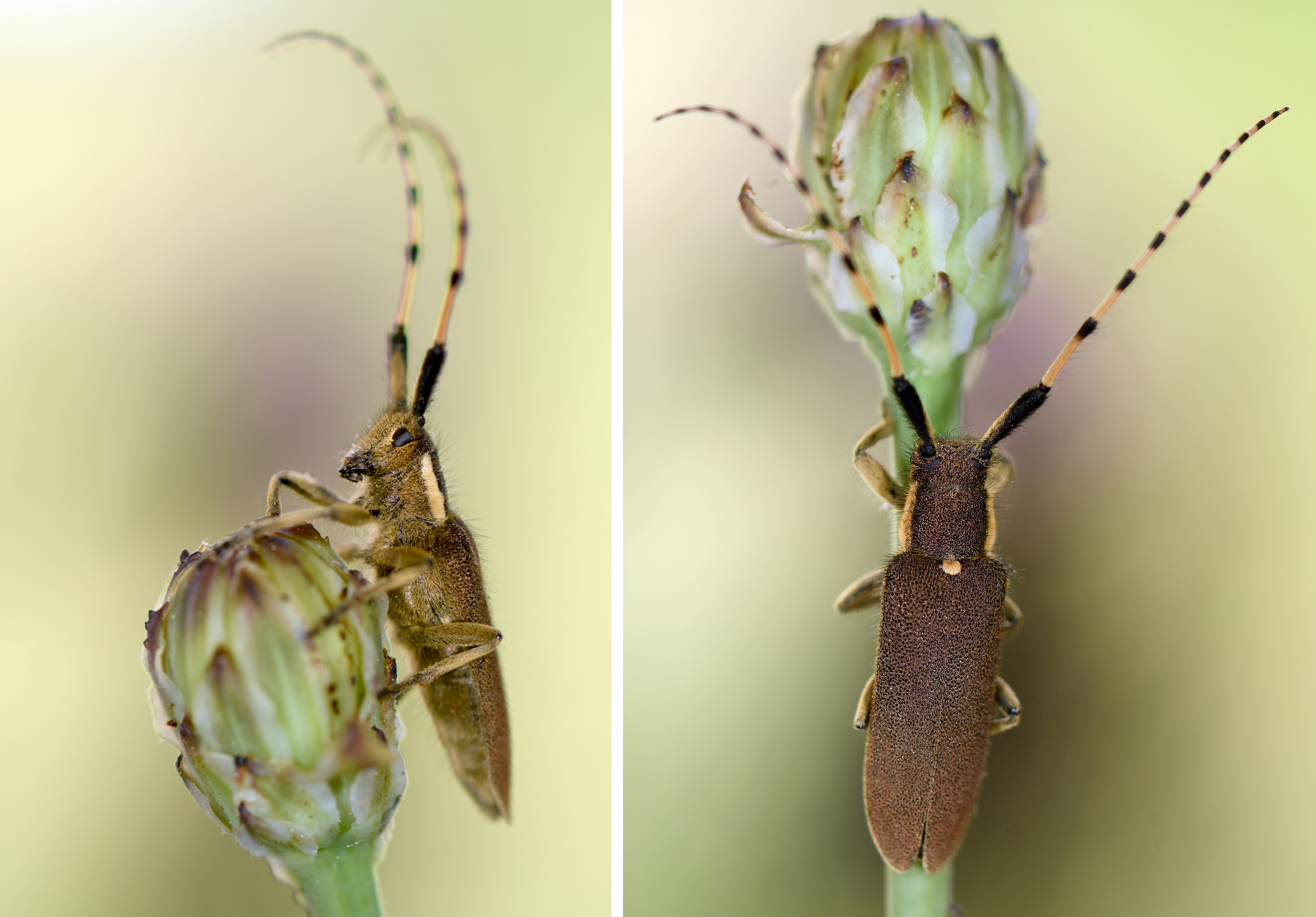 Agapanthia annularis