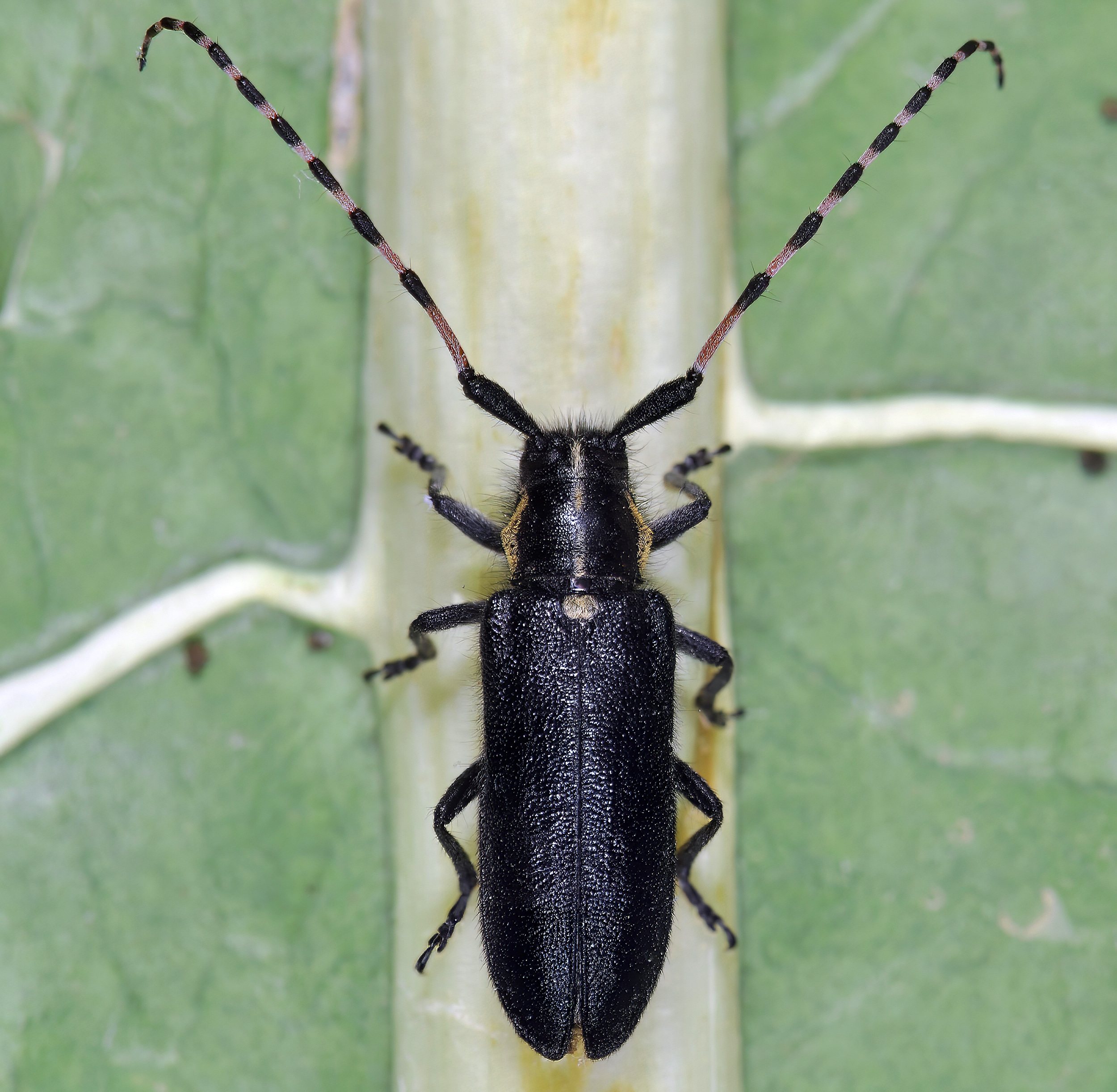 Agapanthia coeruleipennis