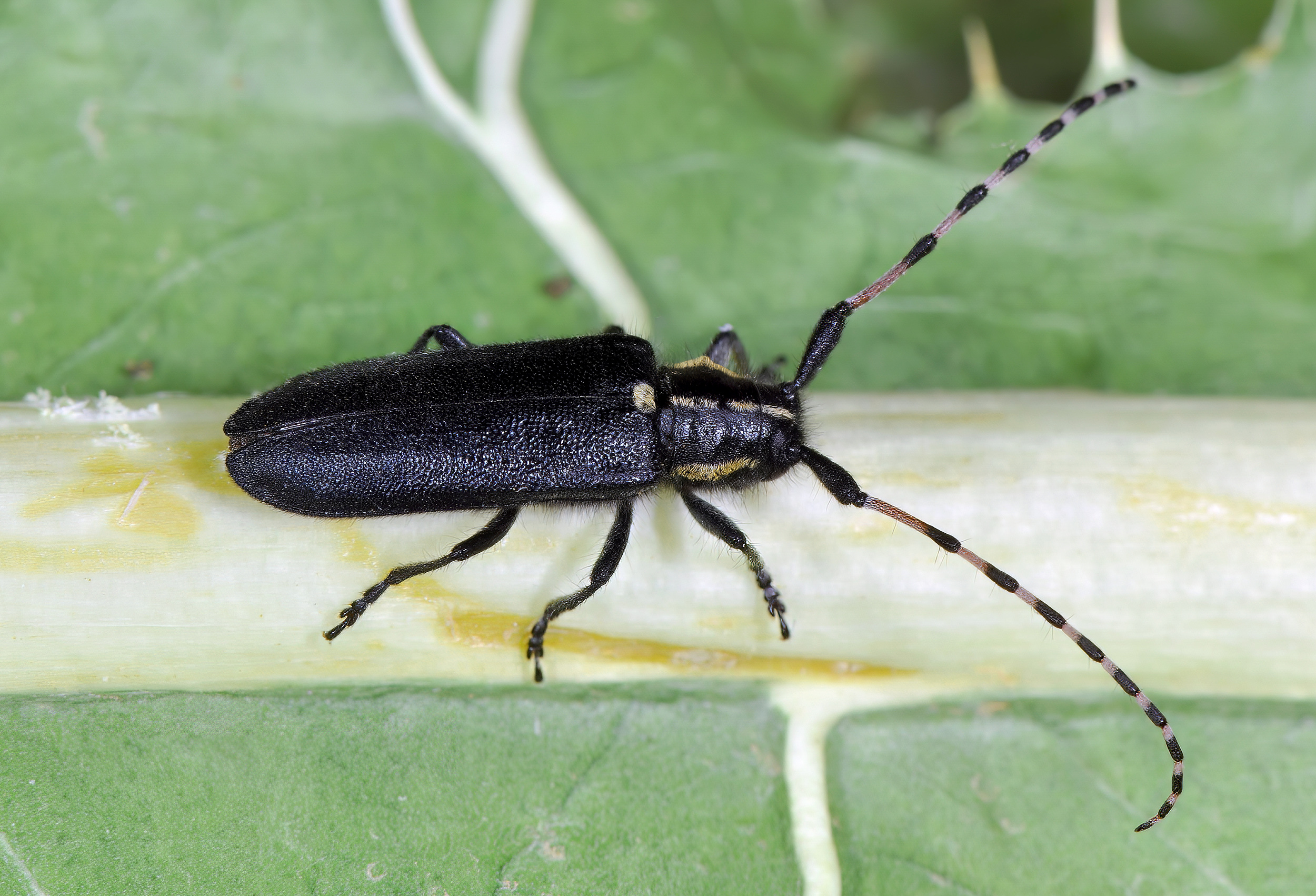 Agapanthia coeruleipennis