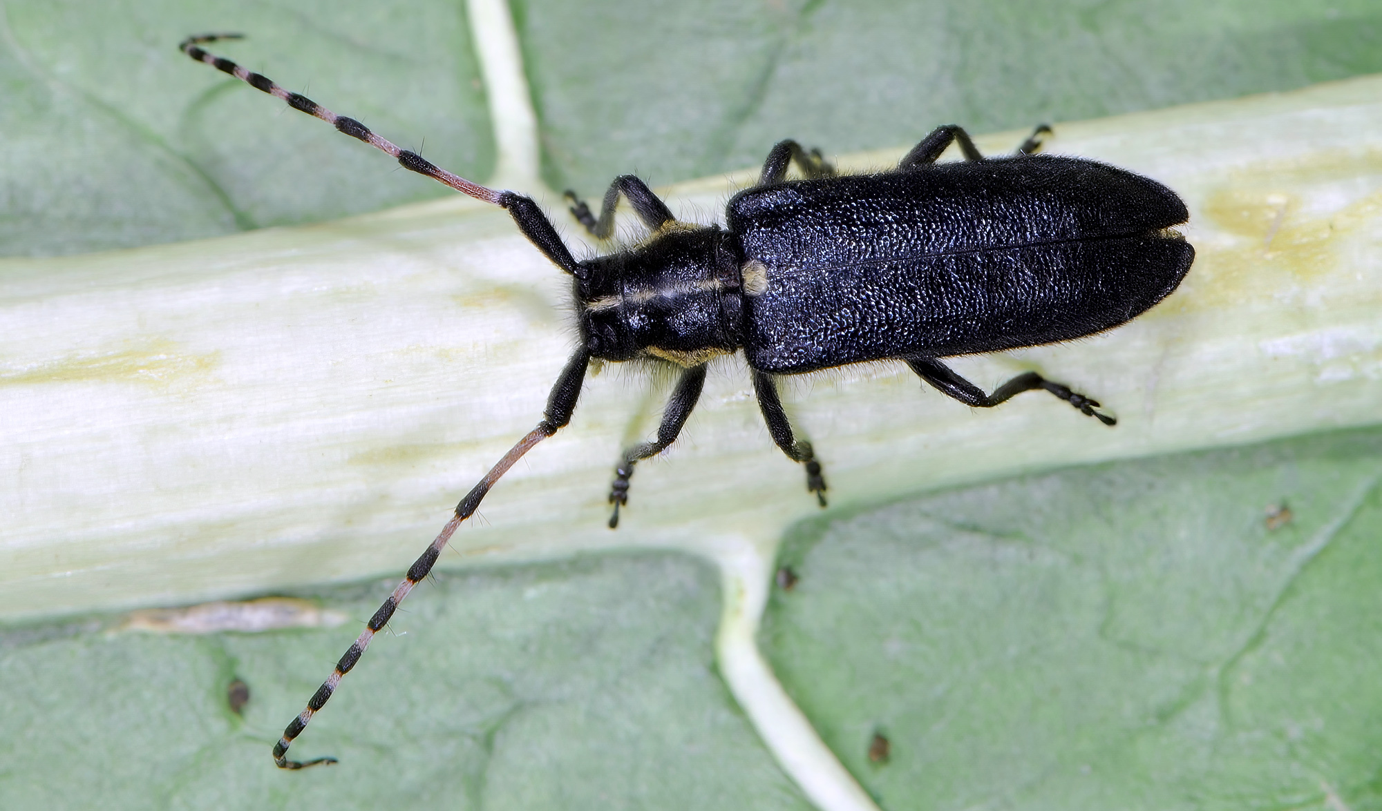 Agapanthia coeruleipennis