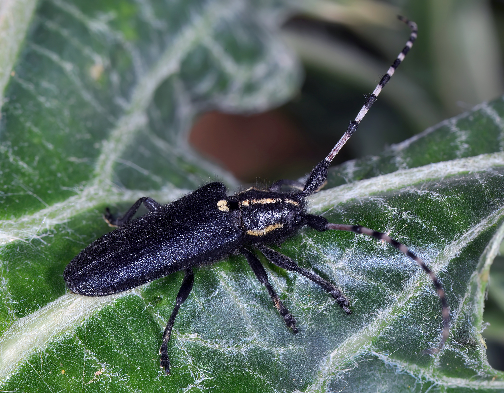 Agapanthia coeruleipennis