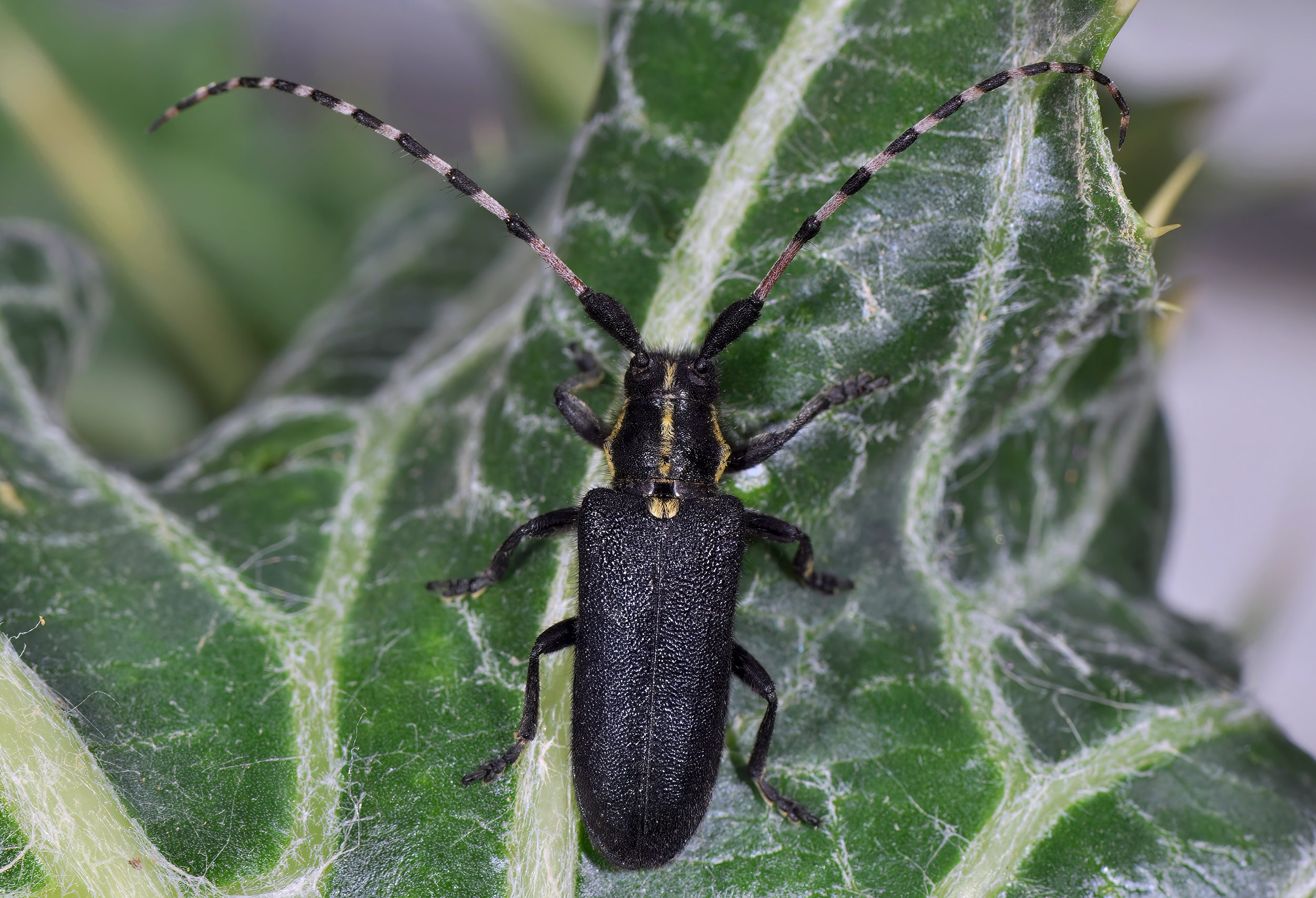Agapanthia coeruleipennis