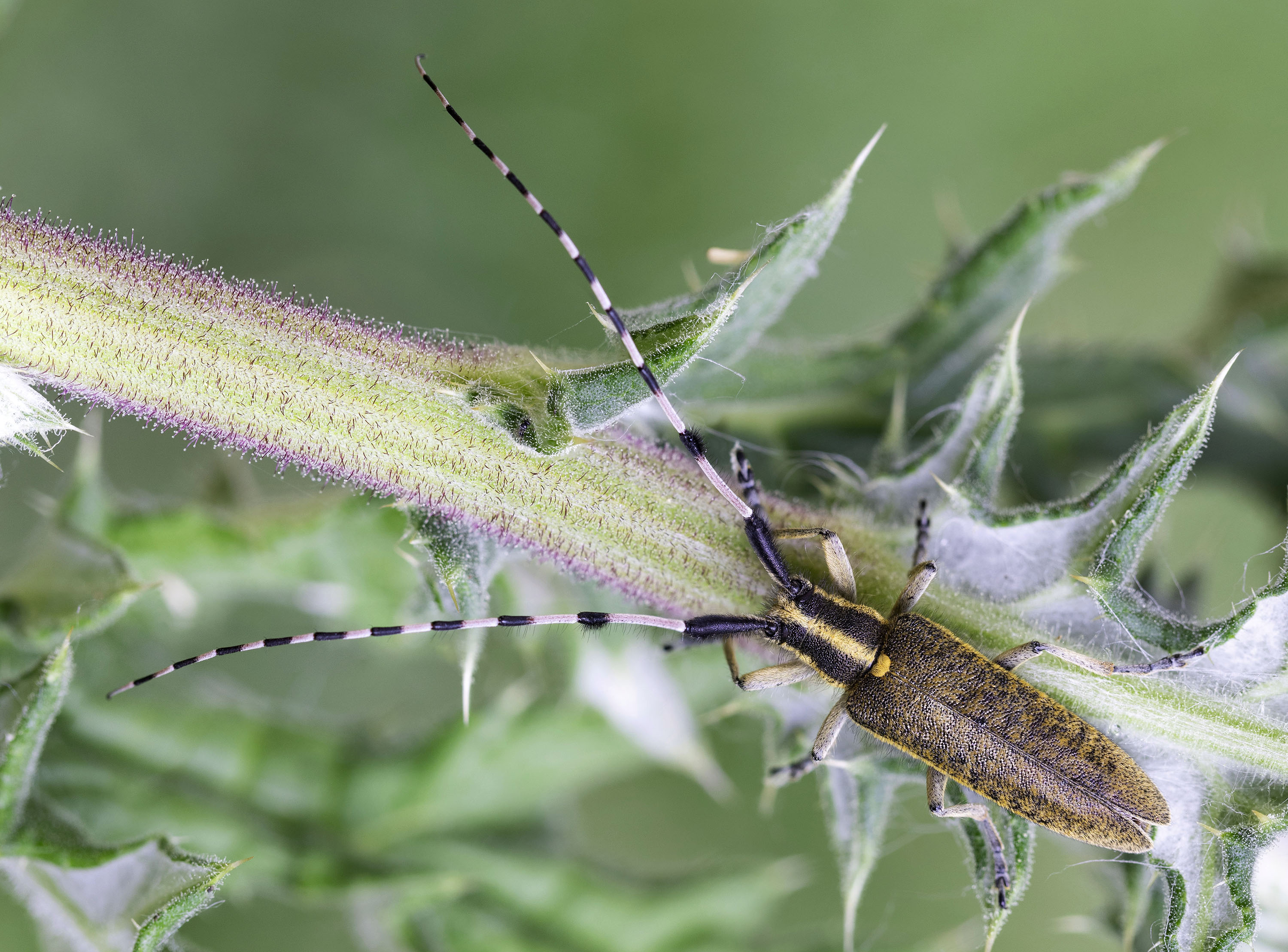 Agapanthia dahli dahli