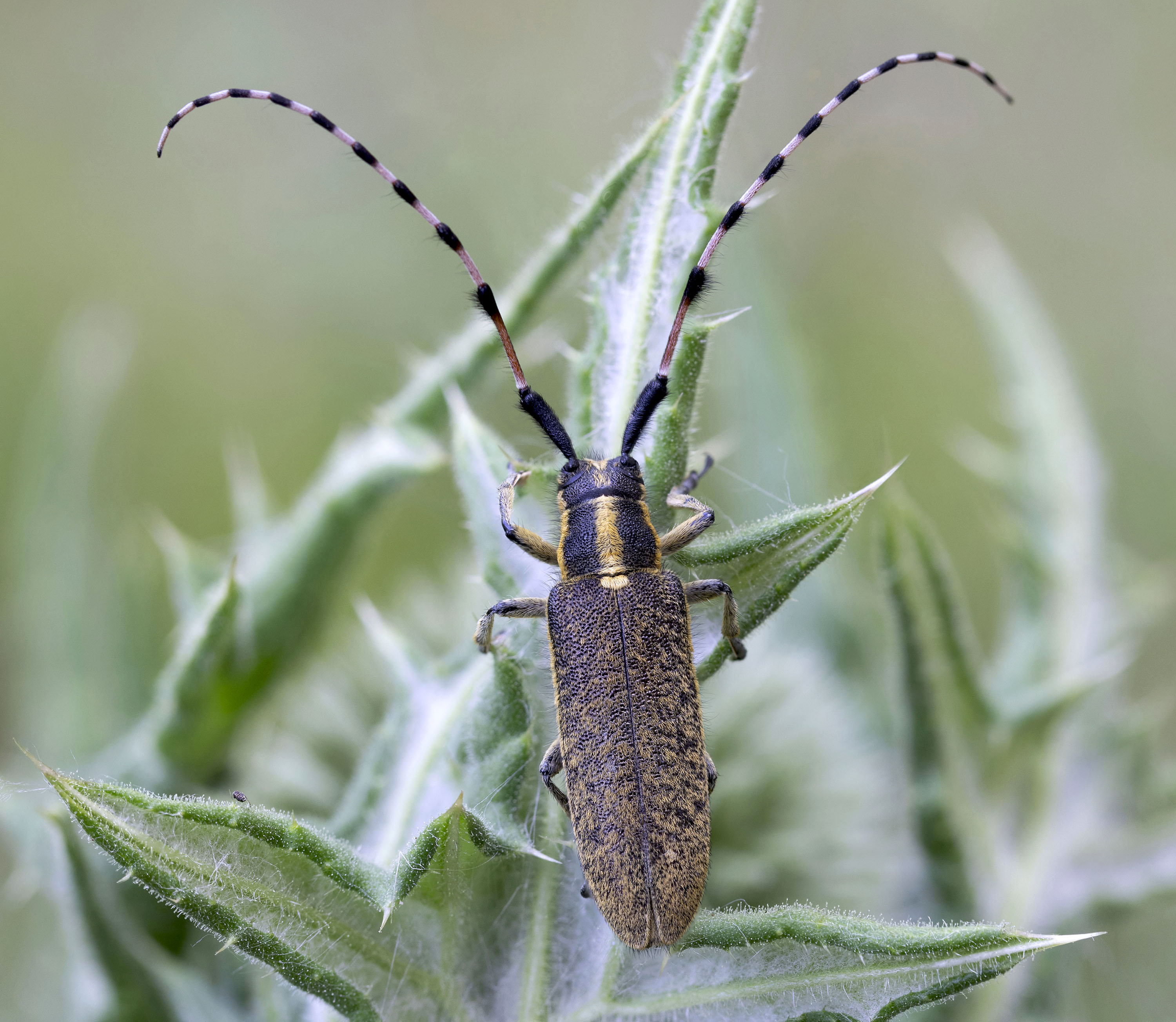 Agapanthia dahli dahli