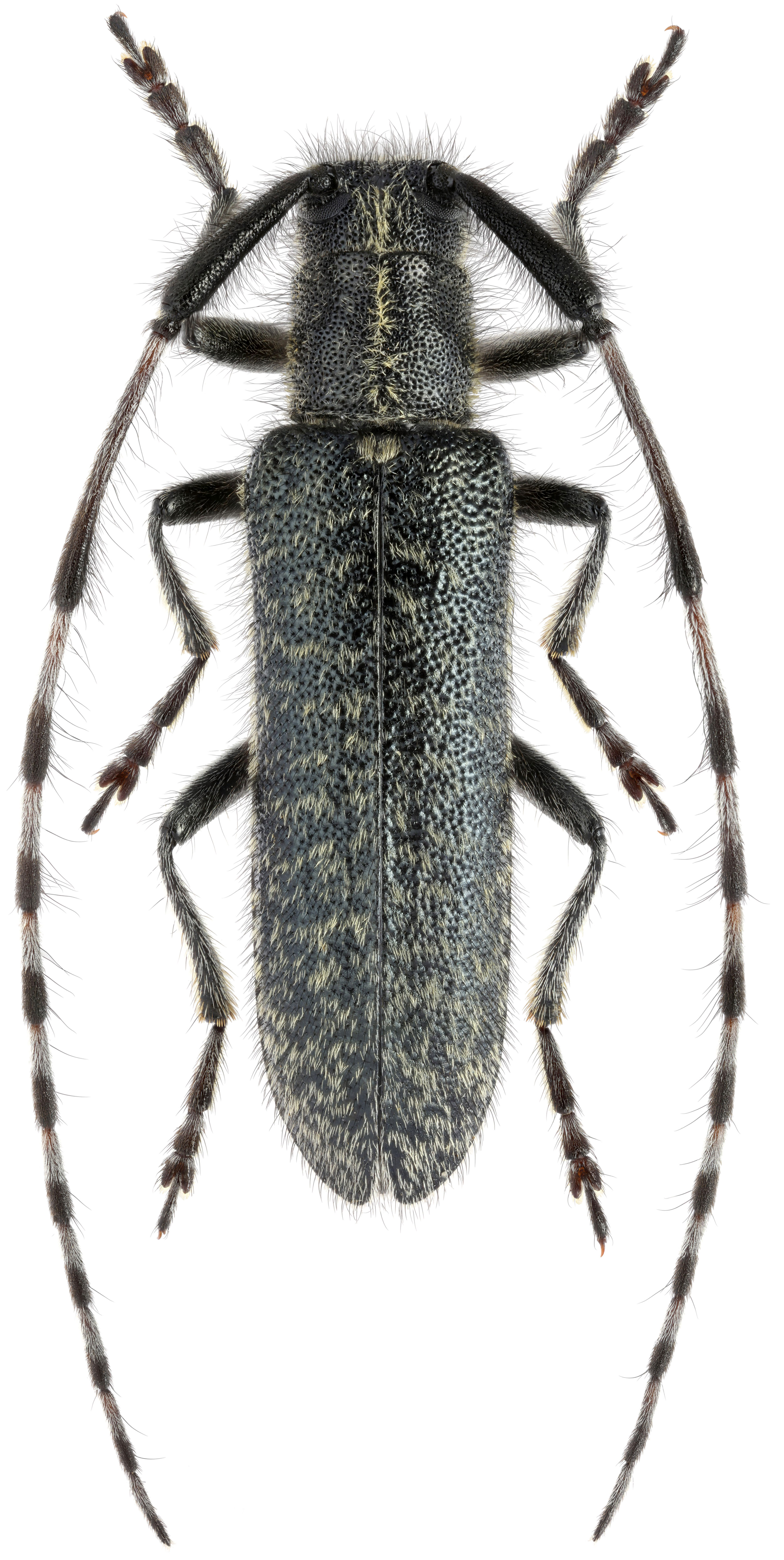 Agapanthia daurica daurica