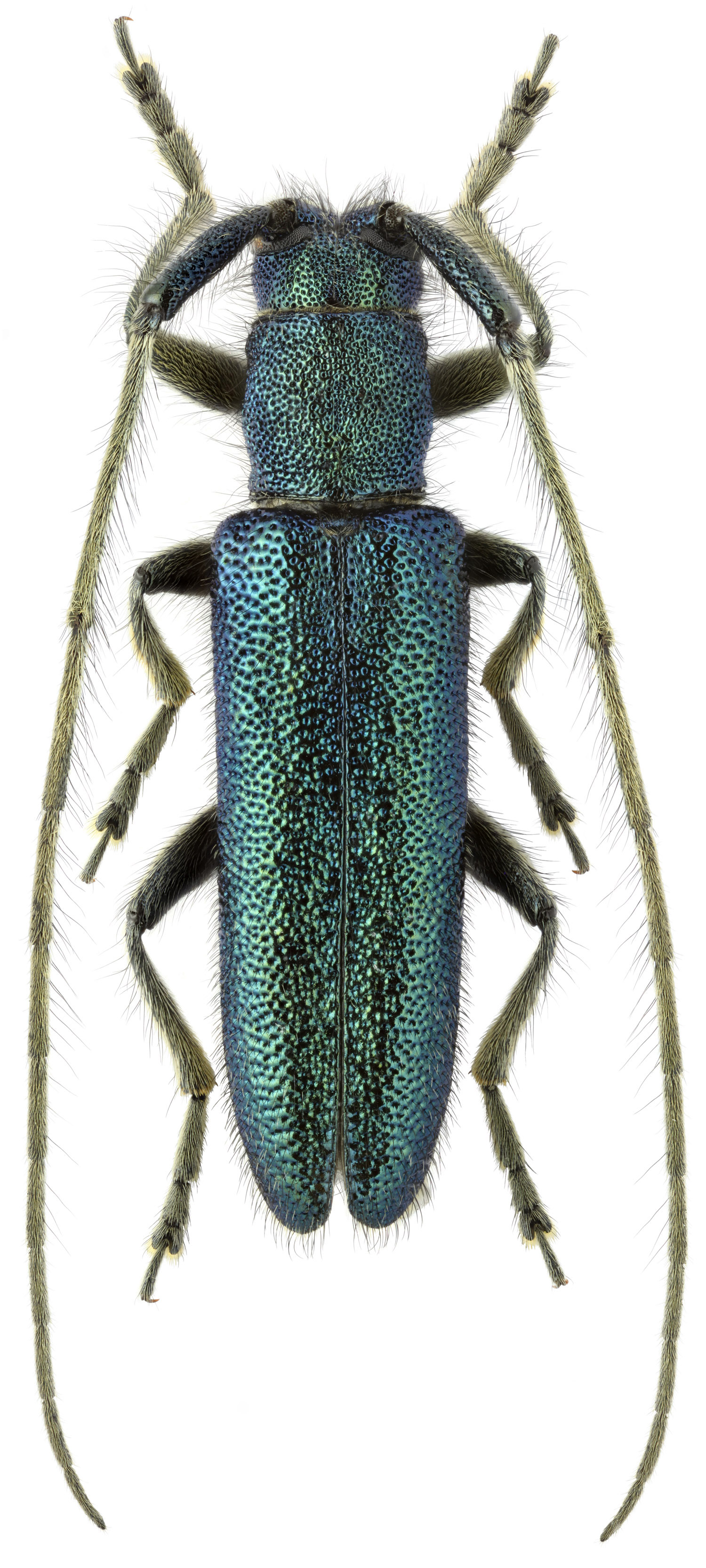 Agapanthia frivaldszkyi