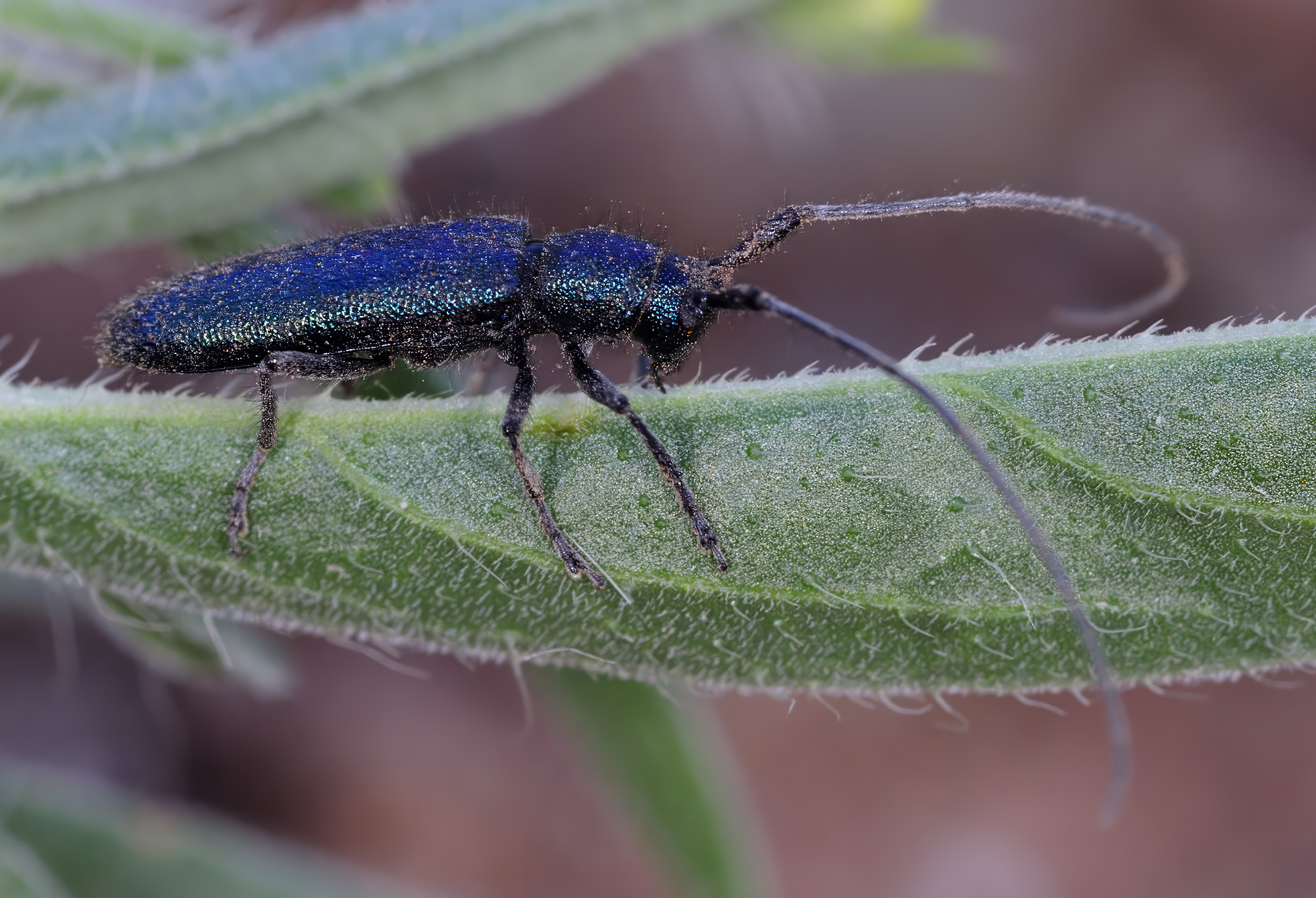 Agapanthia frivaldszkyi