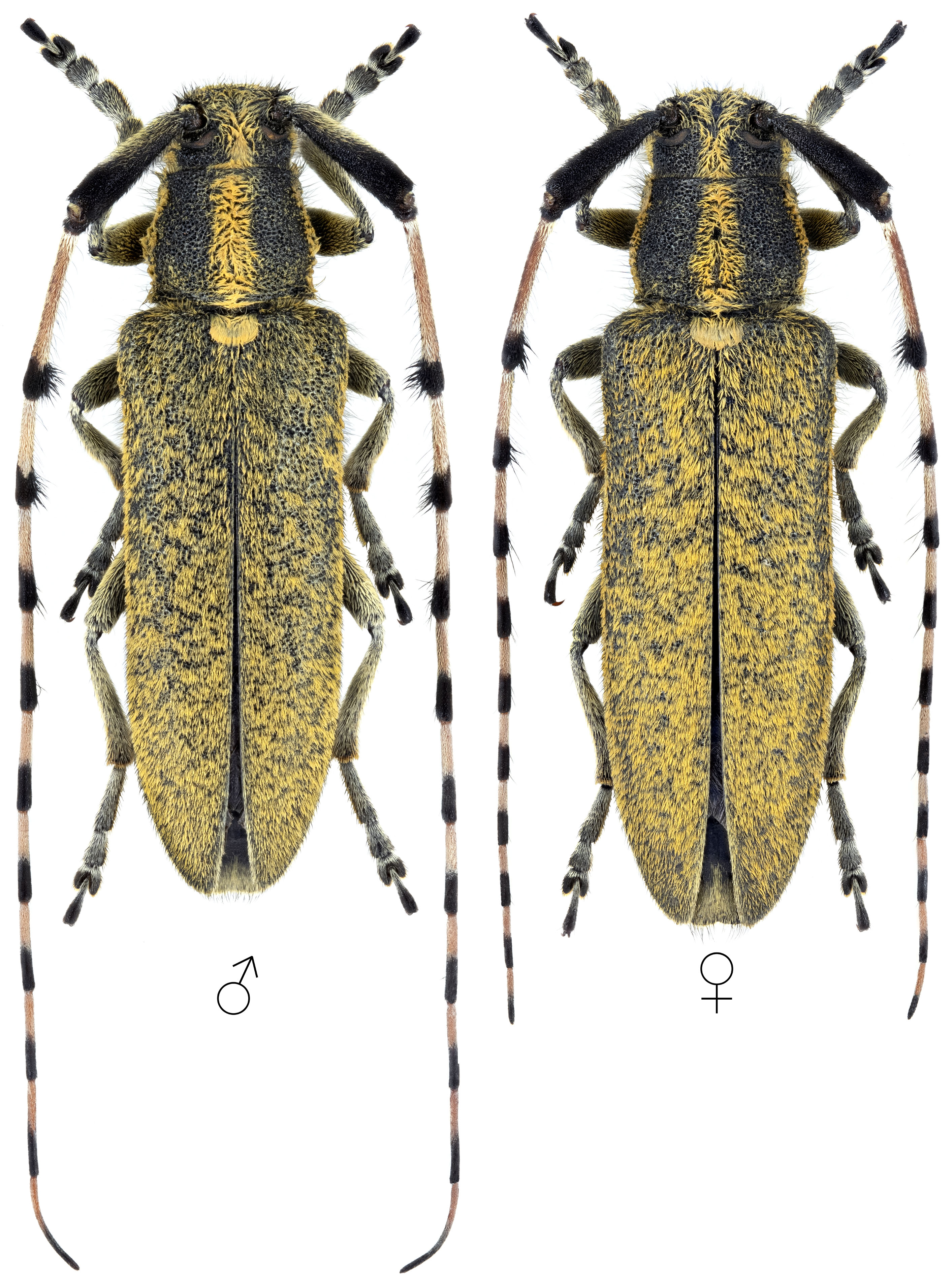 Agapanthia dahli kindermanni