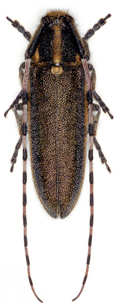 Agapanthia dahli lateralis