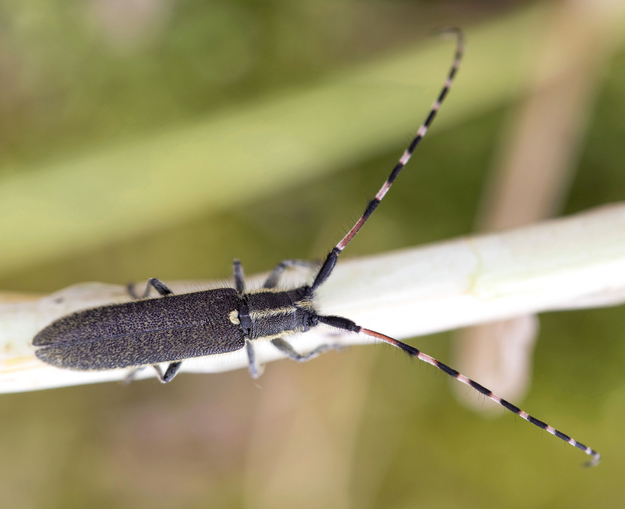 Agapanthia dahli schurmanni