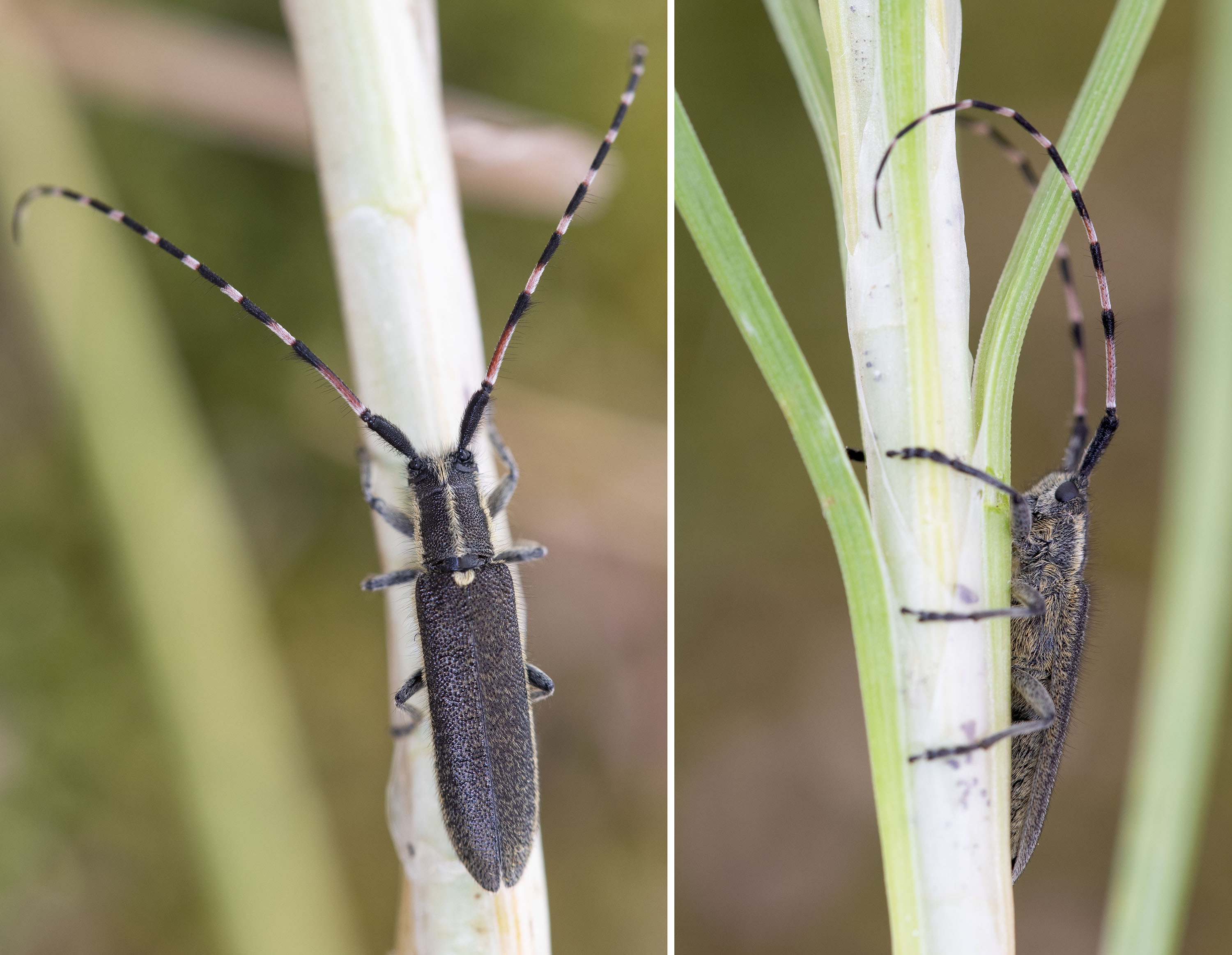 Agapanthia dahli schurmanni