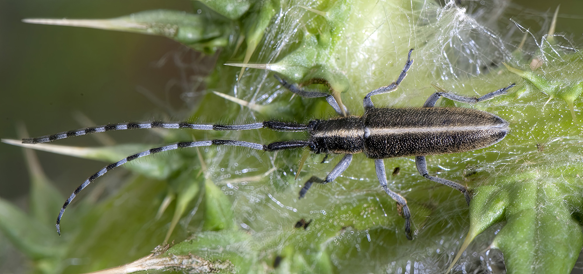 Agapanthia suturalis