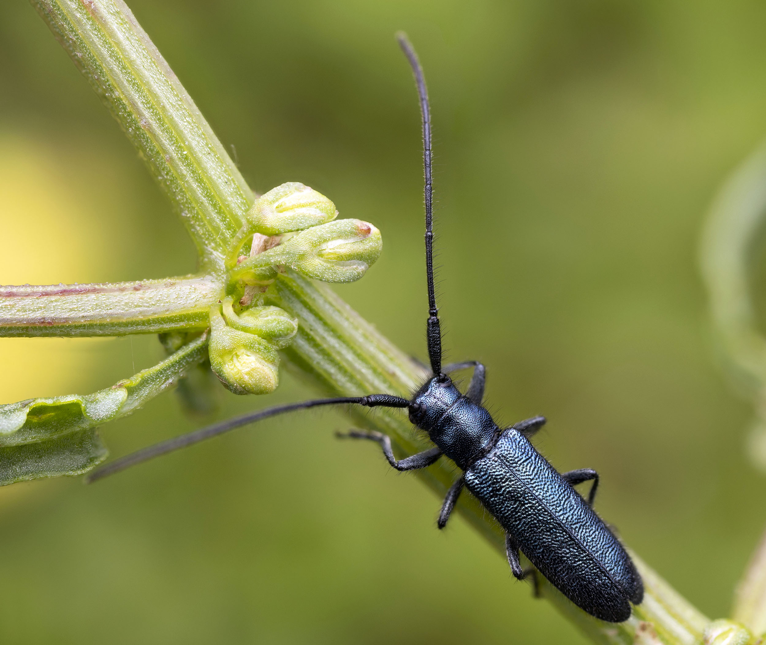 Agapanthia violacea