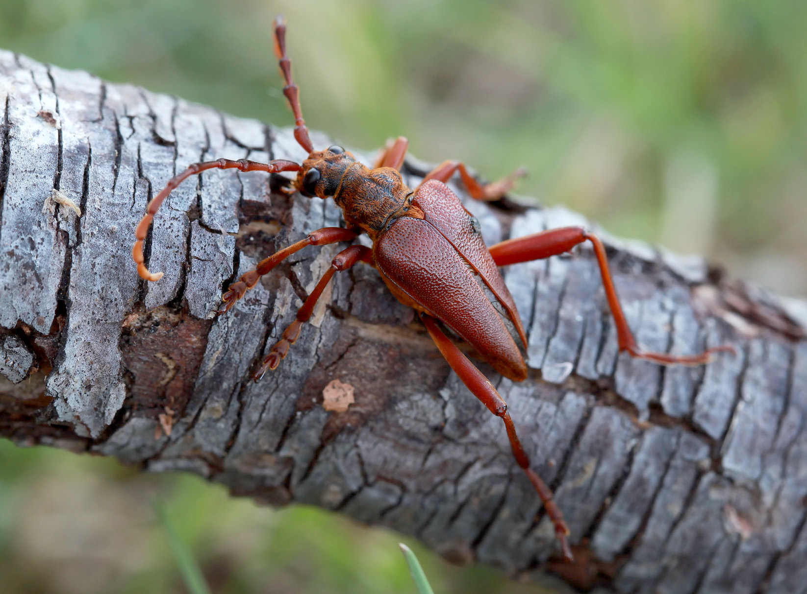 Akimerus schaefferi