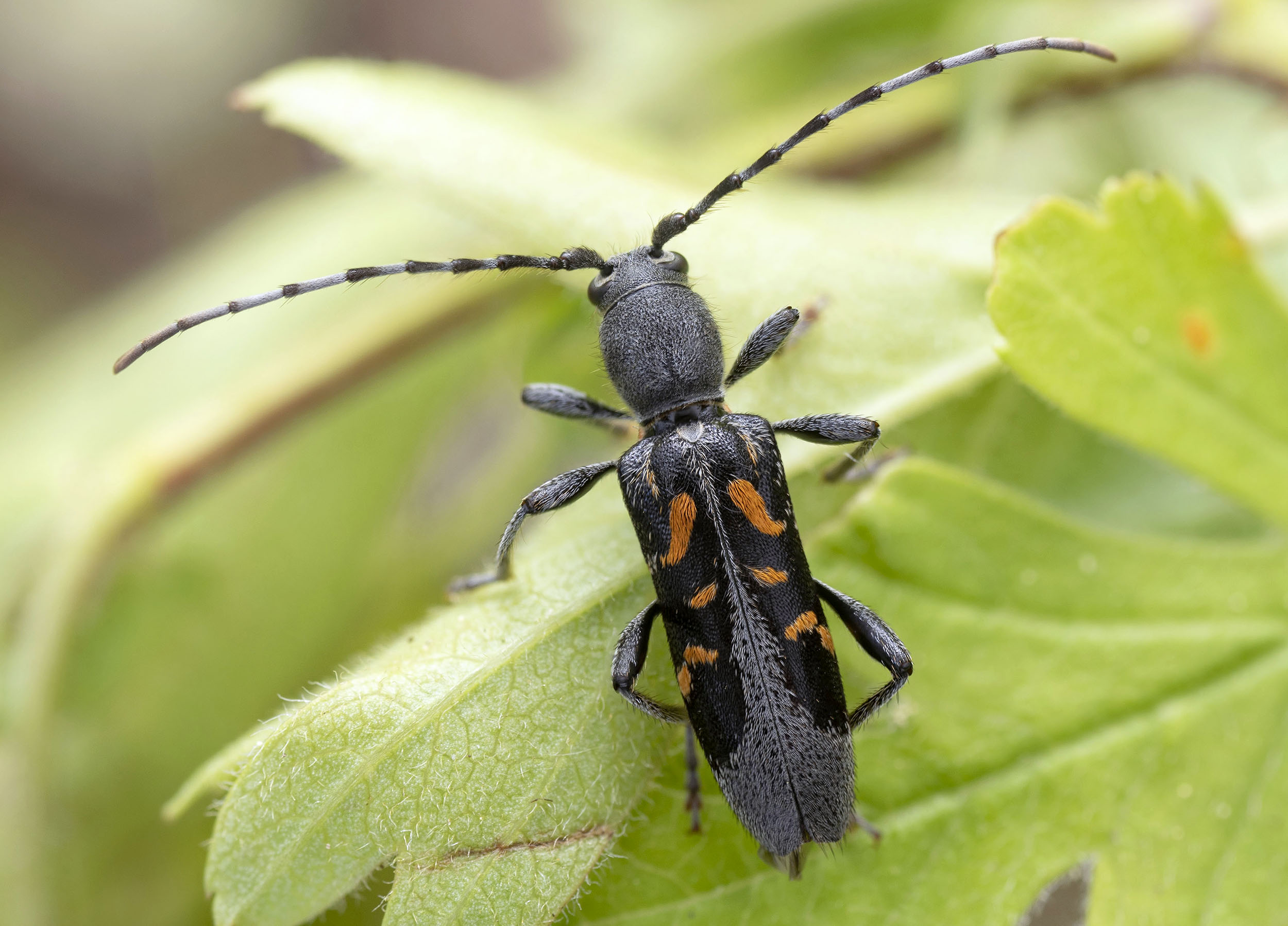 Anaglyptus luteofasciatus