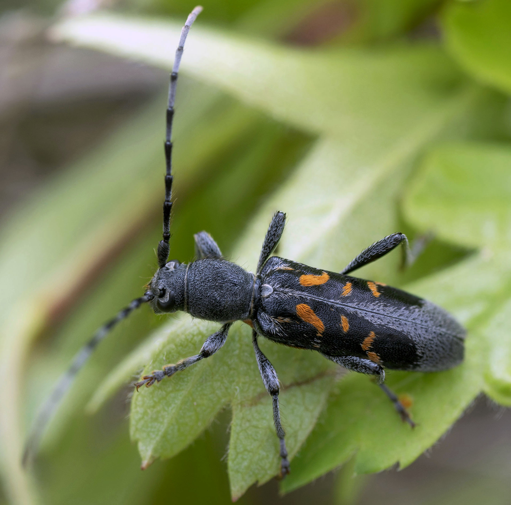 Anaglyptus luteofasciatus