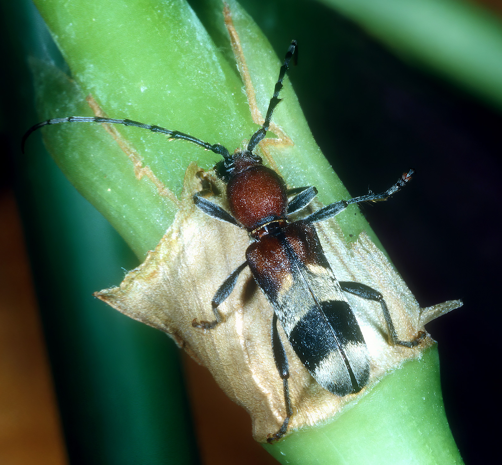 Anaglyptus praecellens