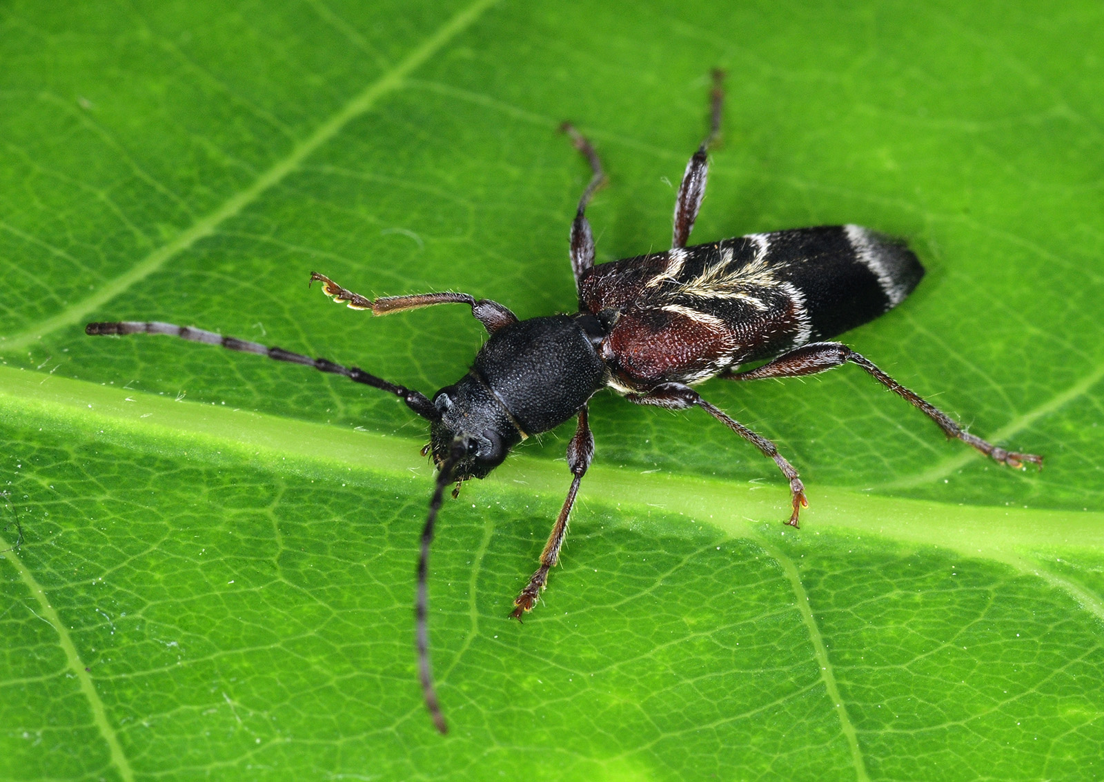 Anaglyptus simplicicornis