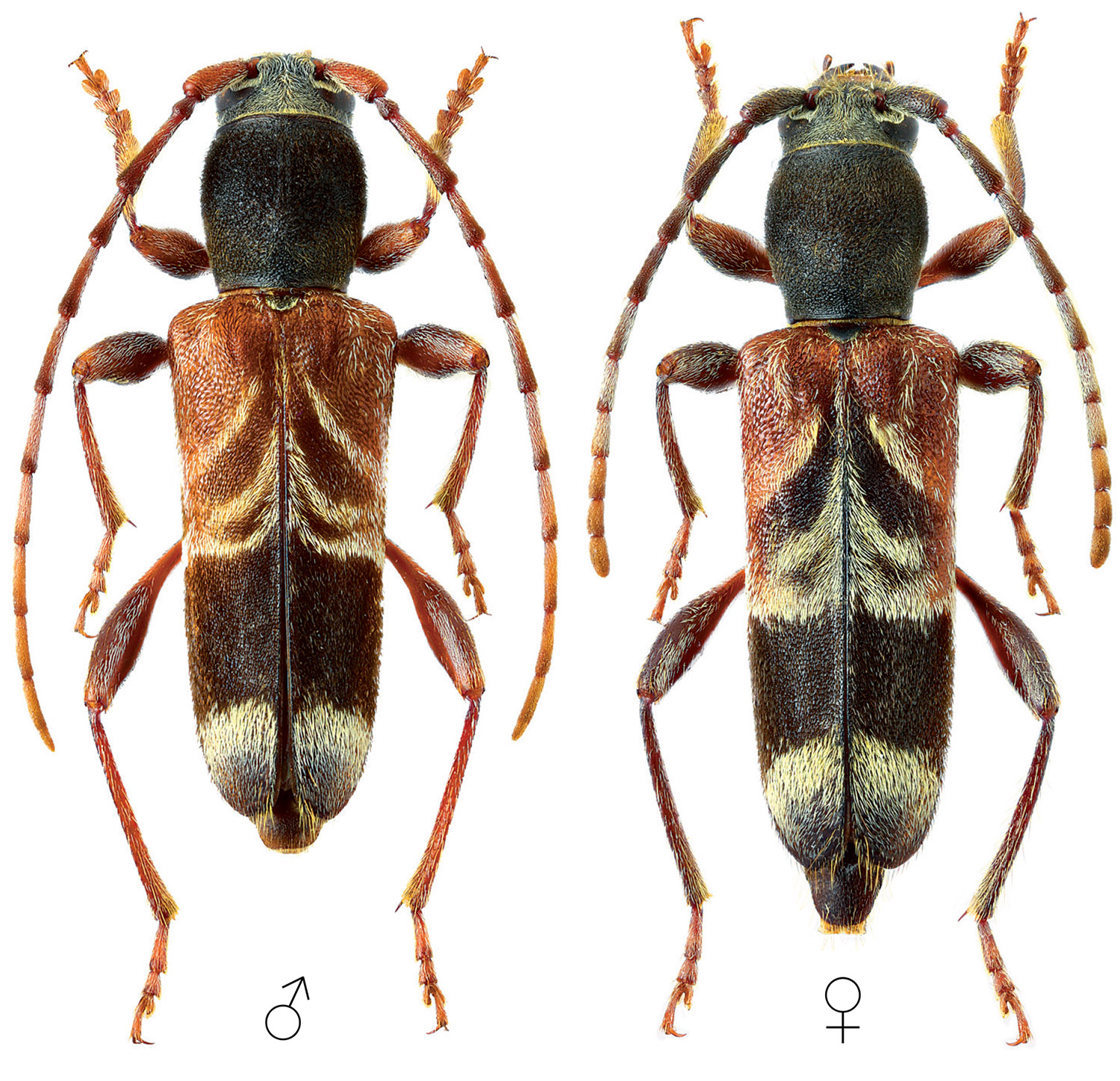 Anaglyptus simplicicornis