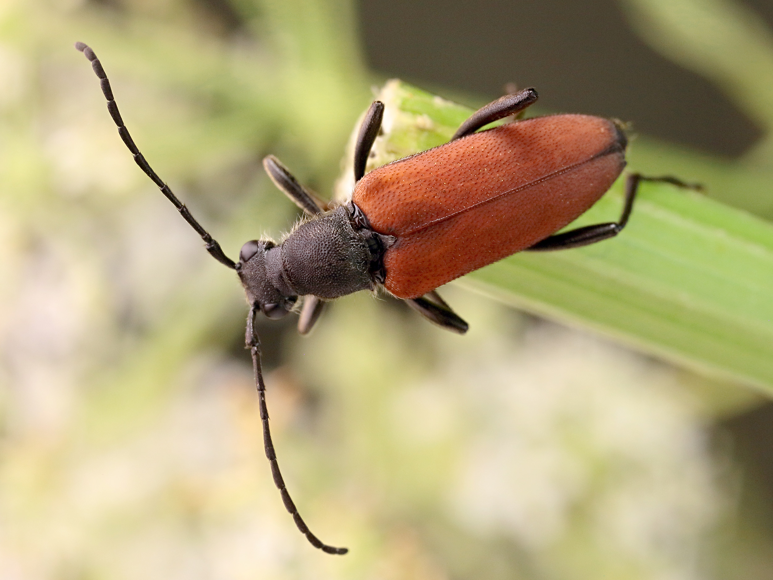 Anastrangalia sanguinolenta