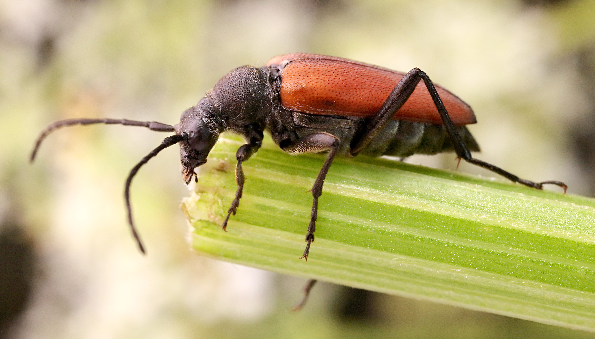 Anastrangalia sanguinolenta