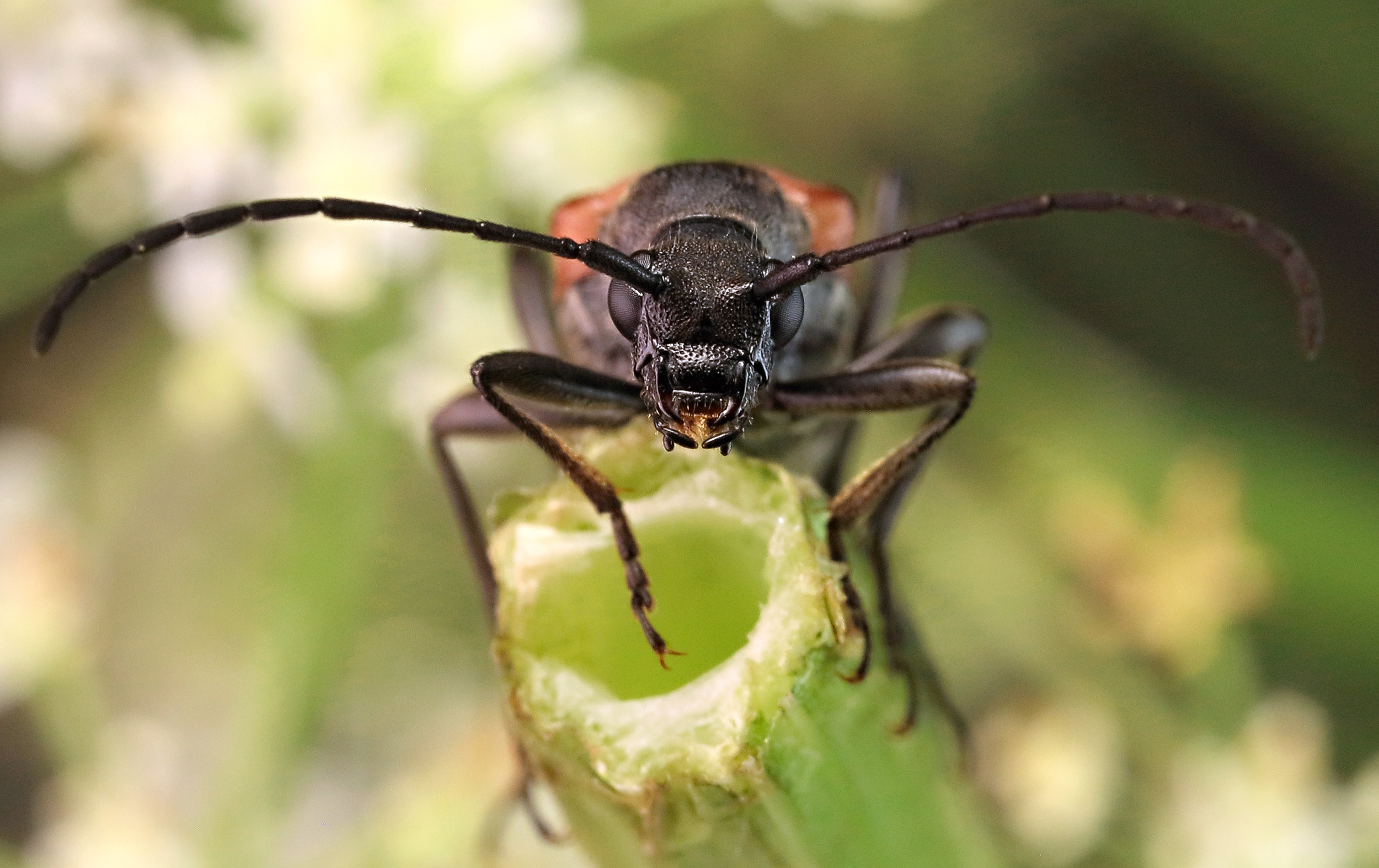 Anastrangalia sanguinolenta