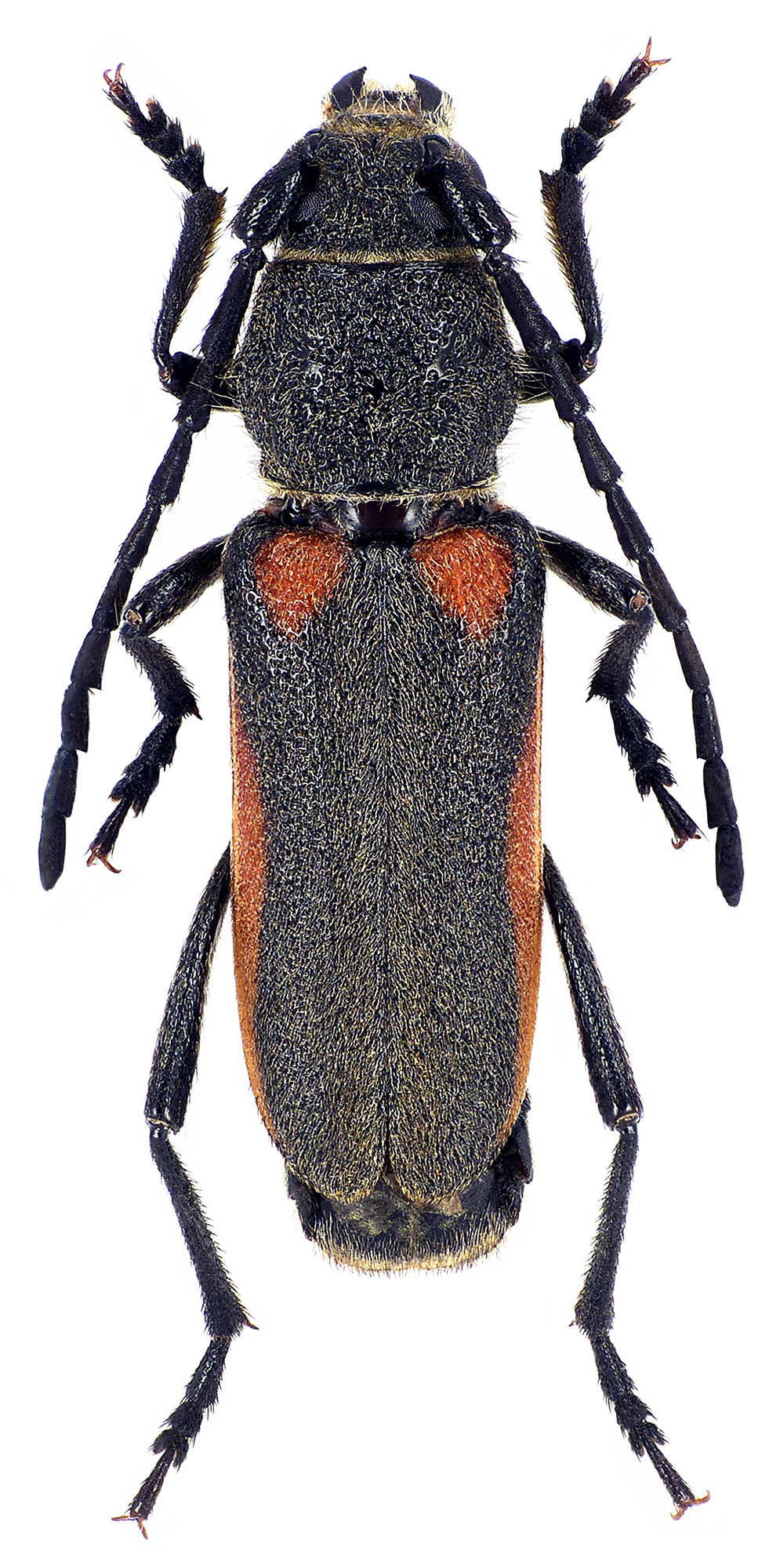 Anoplistes forticornis